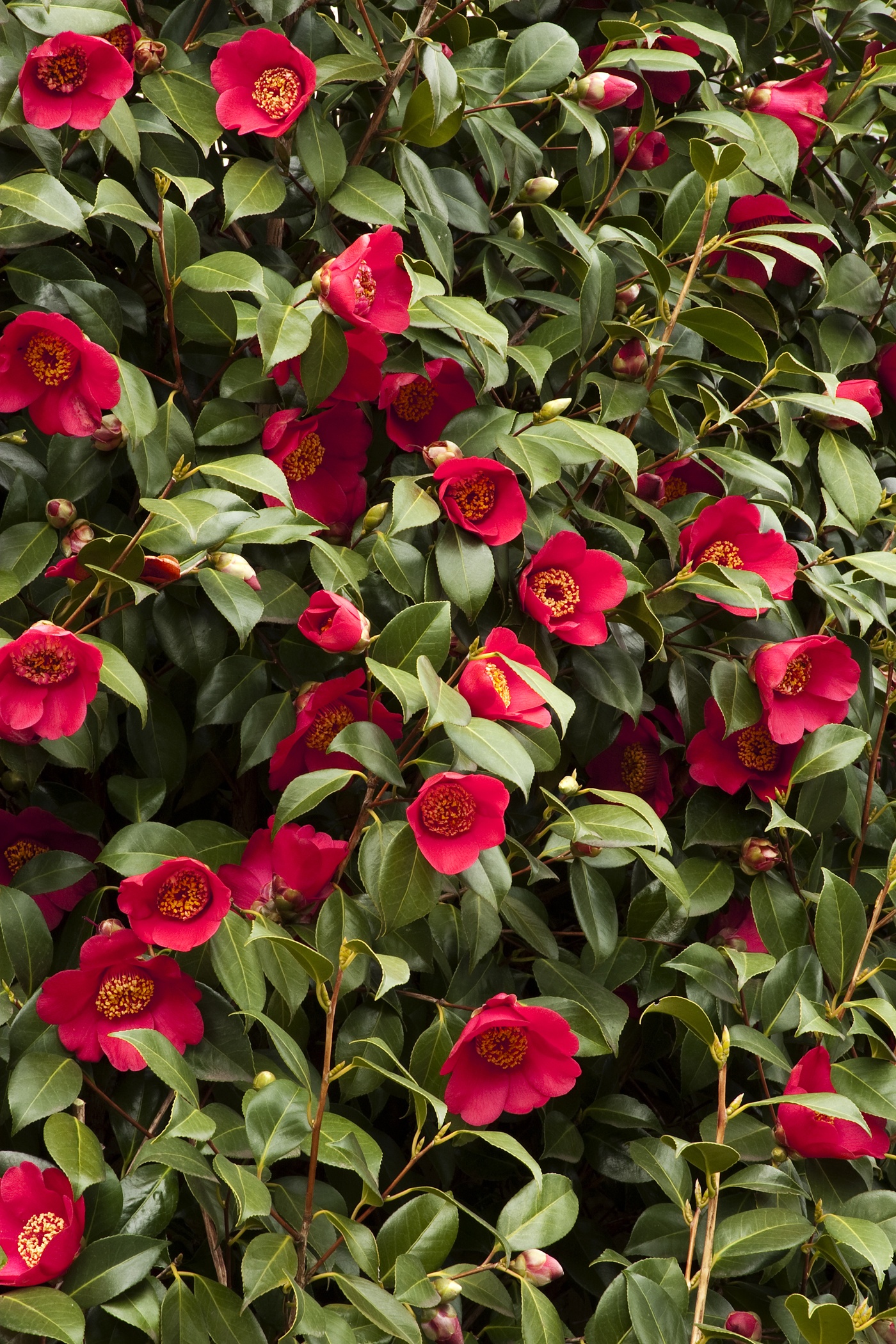 Spring's Promise Ice Angels® Camellia, Monrovia Plant
