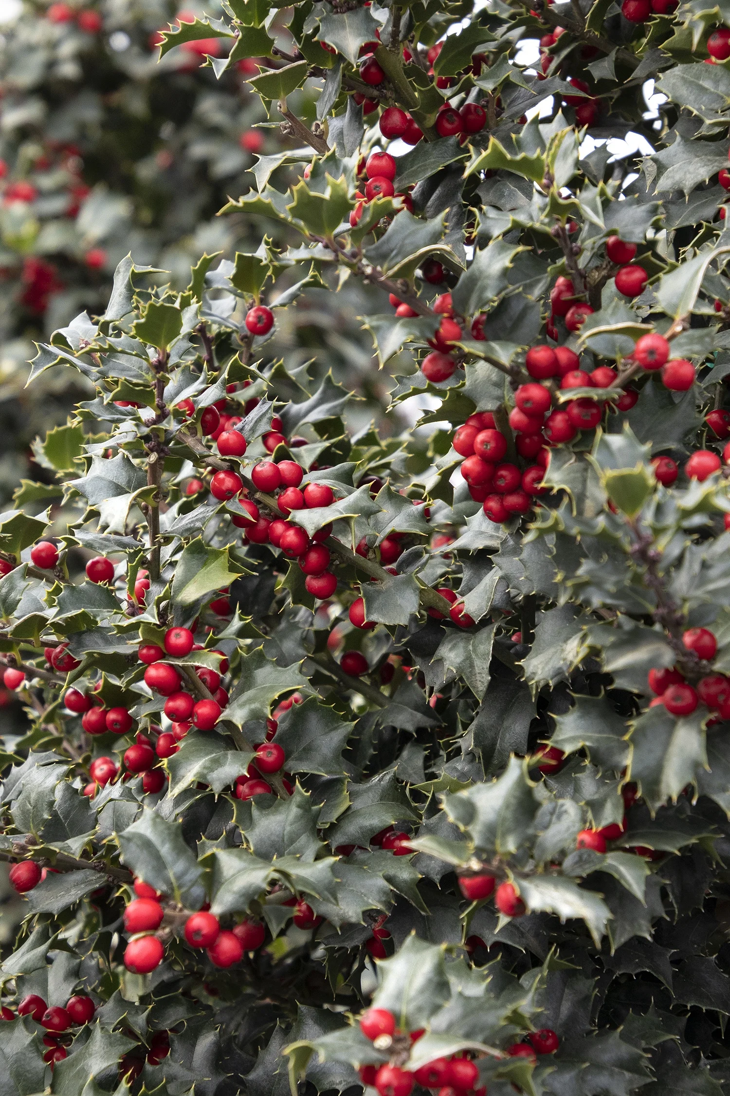 ©Monrovia by Doreen Wynja 