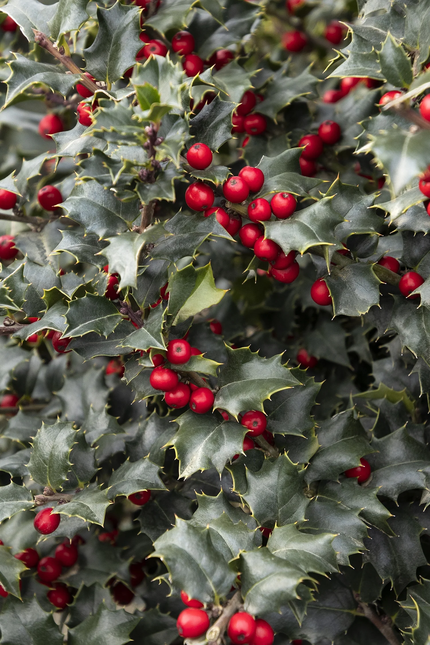 ©Monrovia by Doreen Wynja 