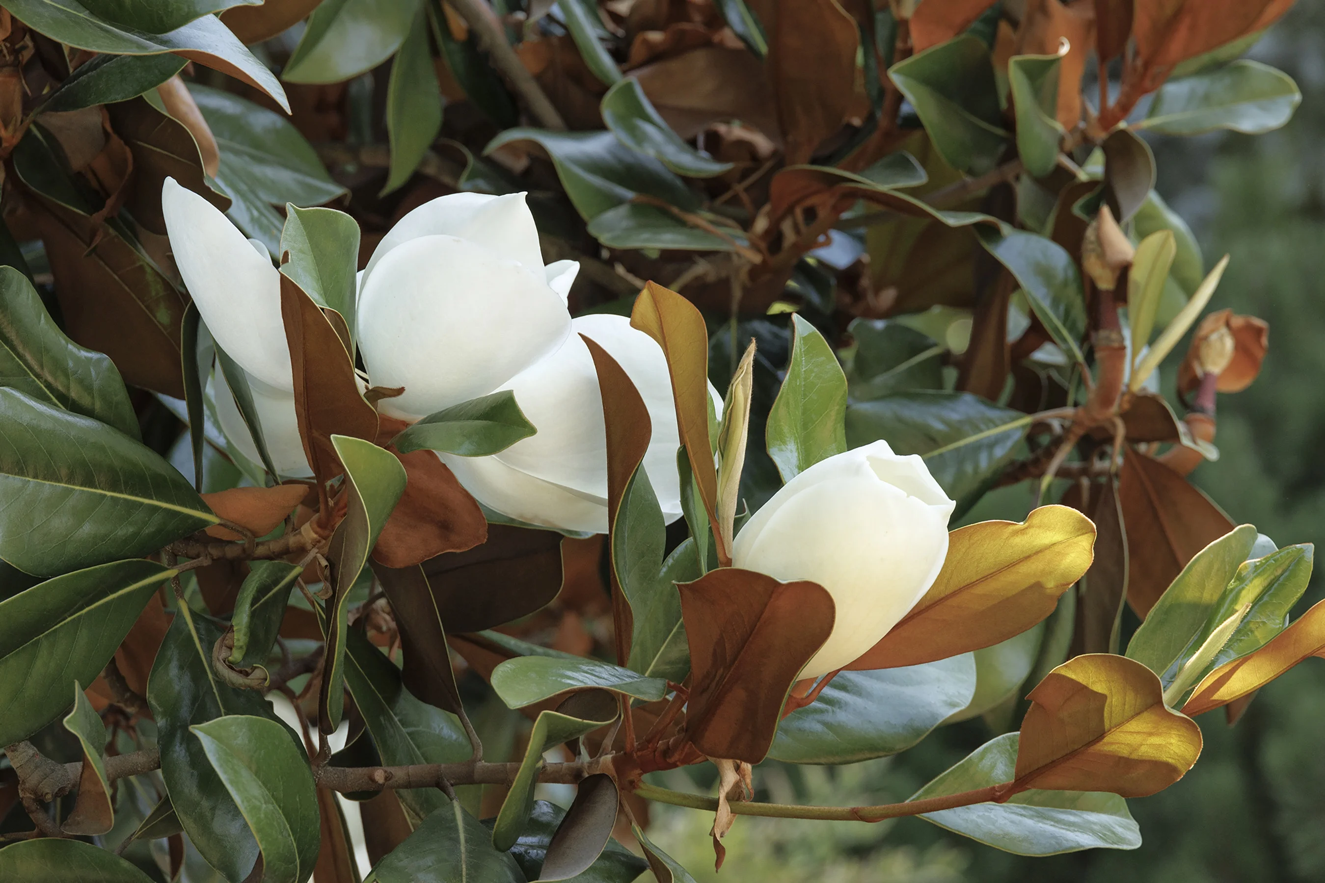 ©Monrovia by Doreen Wynja 