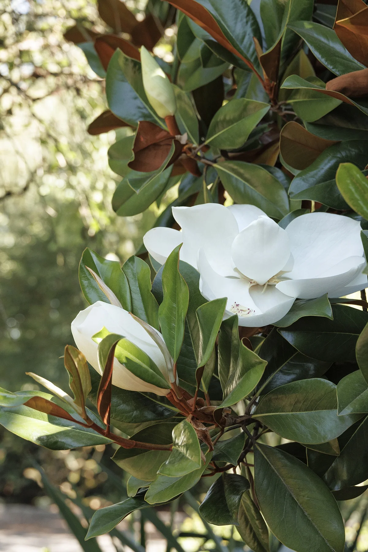 ©Monrovia by Doreen Wynja 