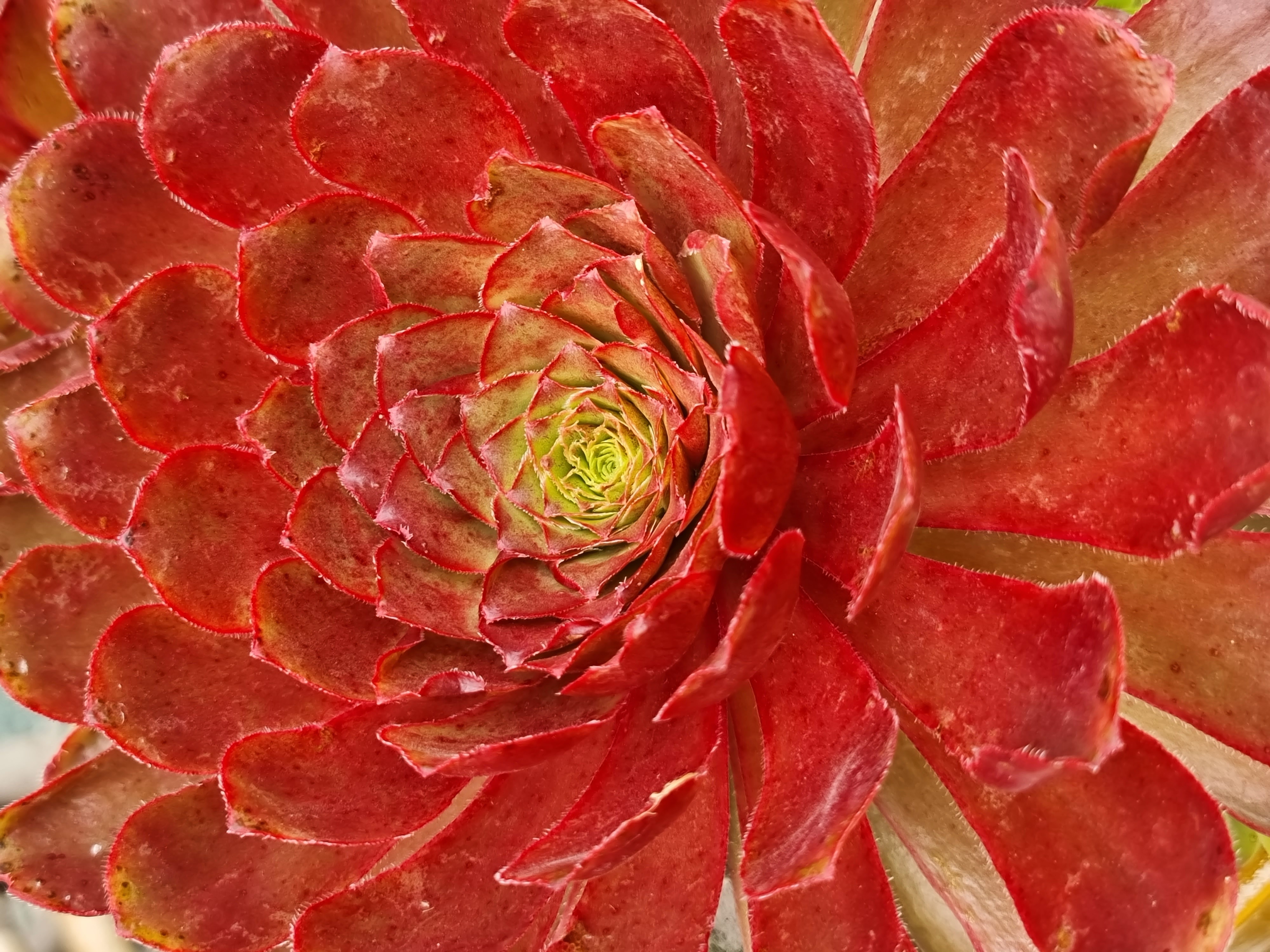 Surreal Sienna Semponium, Semponium 'Sienna' PP #34,201, Monrovia