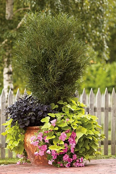 ©Proven Winners® Color Choice®