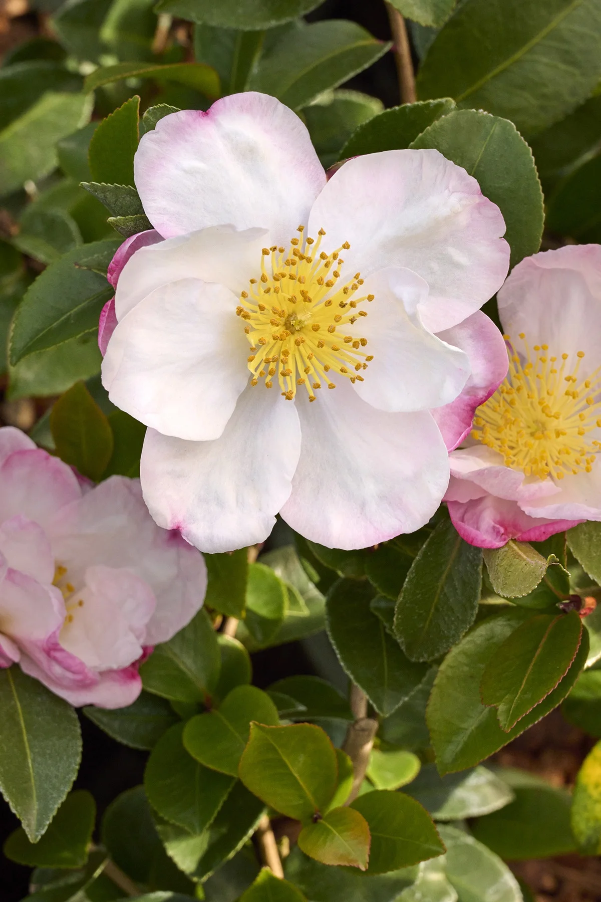 © Monrovia by Brandon Friend-Solis