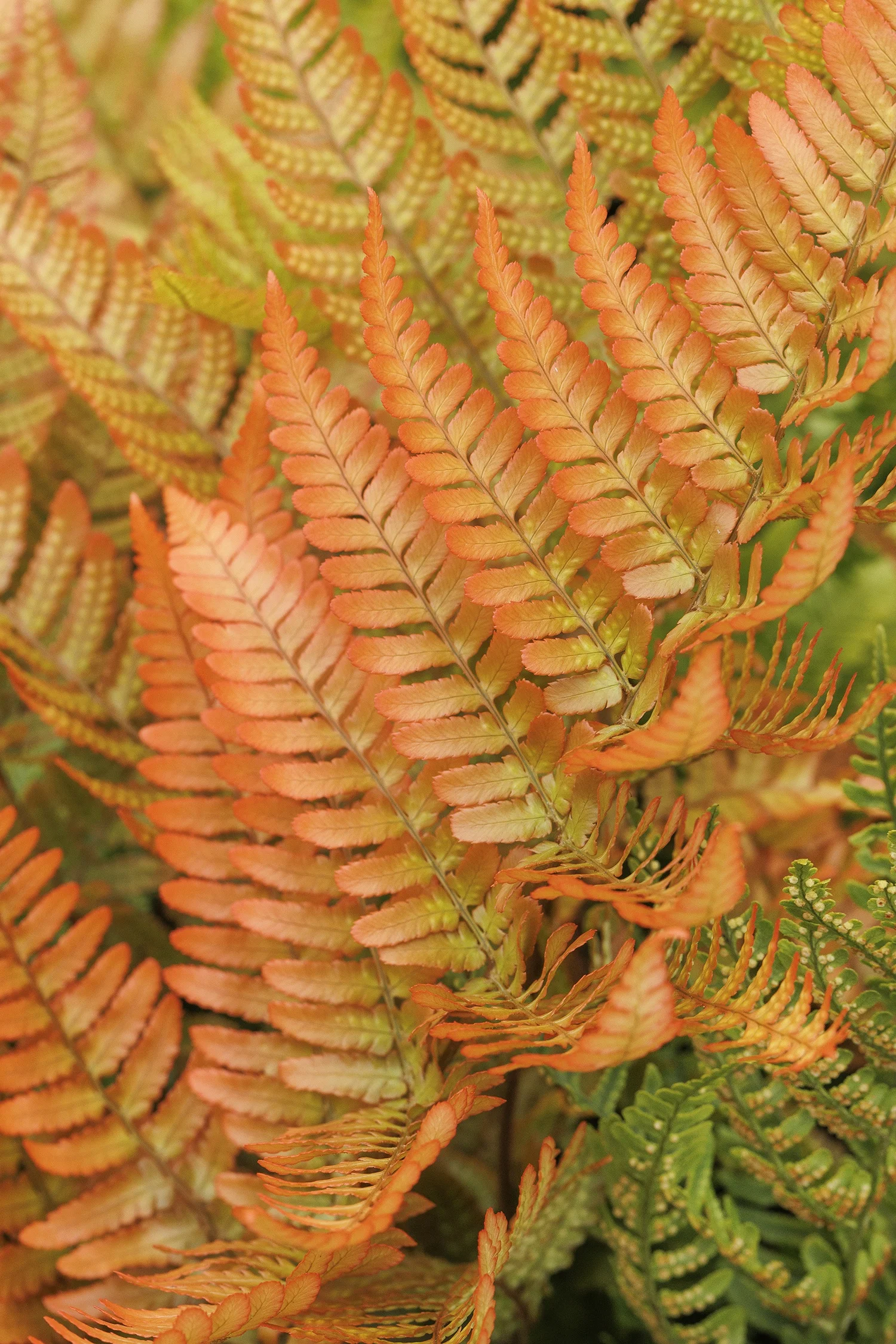 ©Monrovia by Doreen Wynja 