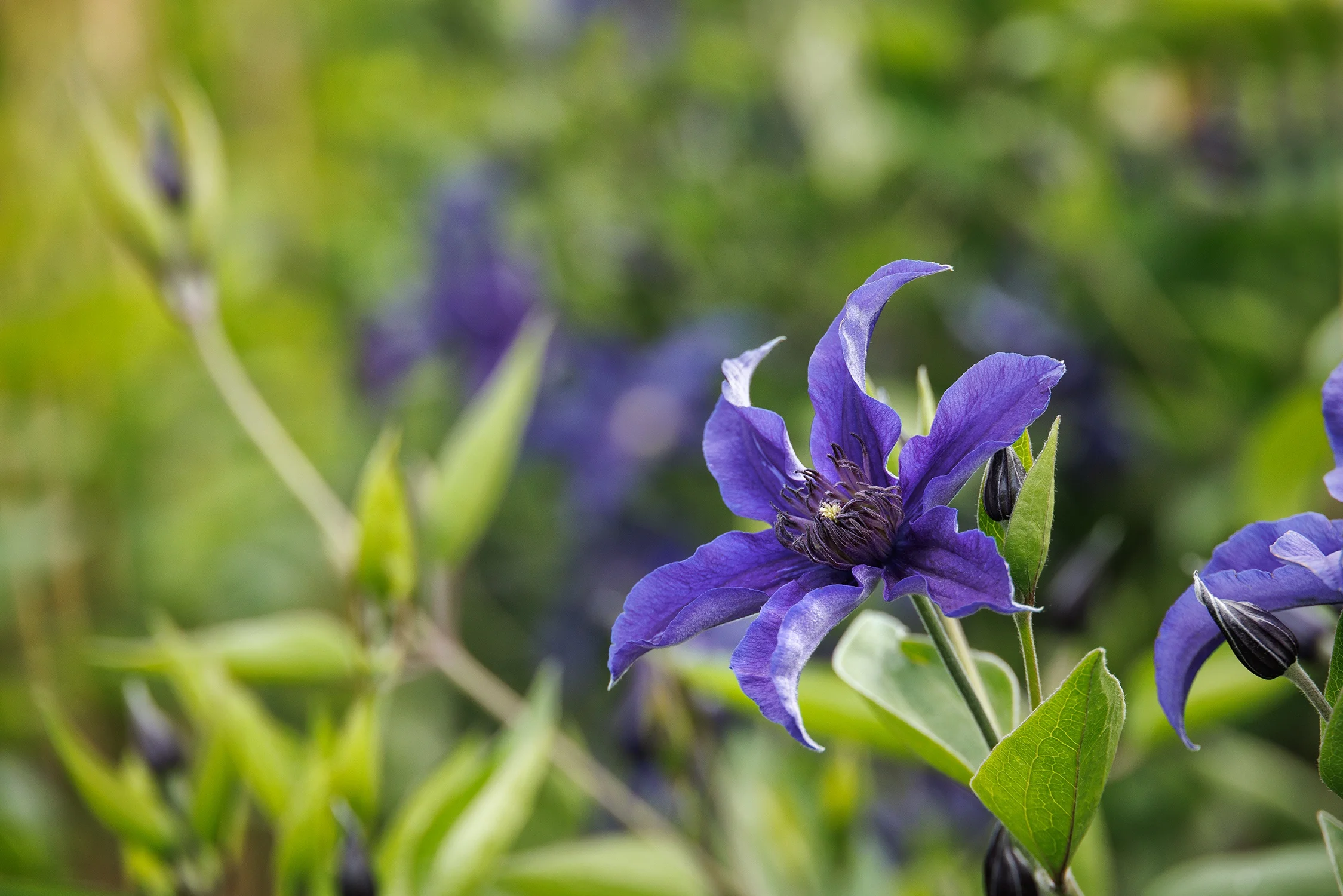 © Monrovia by Doreen Wynja