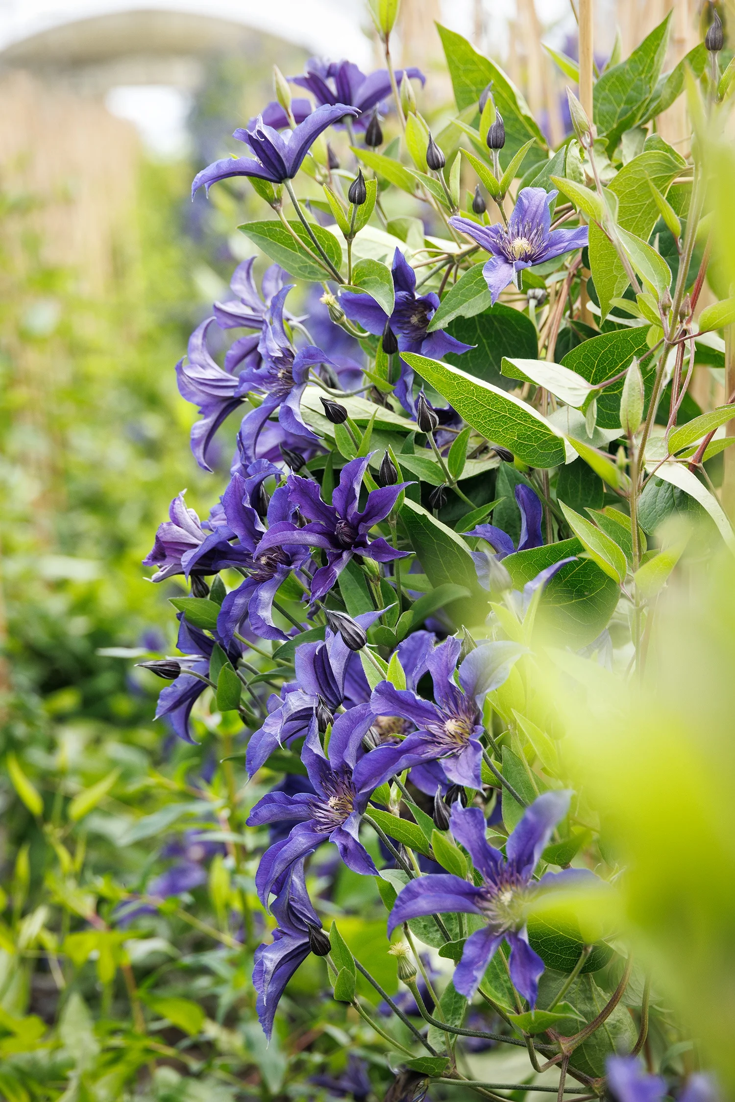 © Monrovia by Doreen Wynja