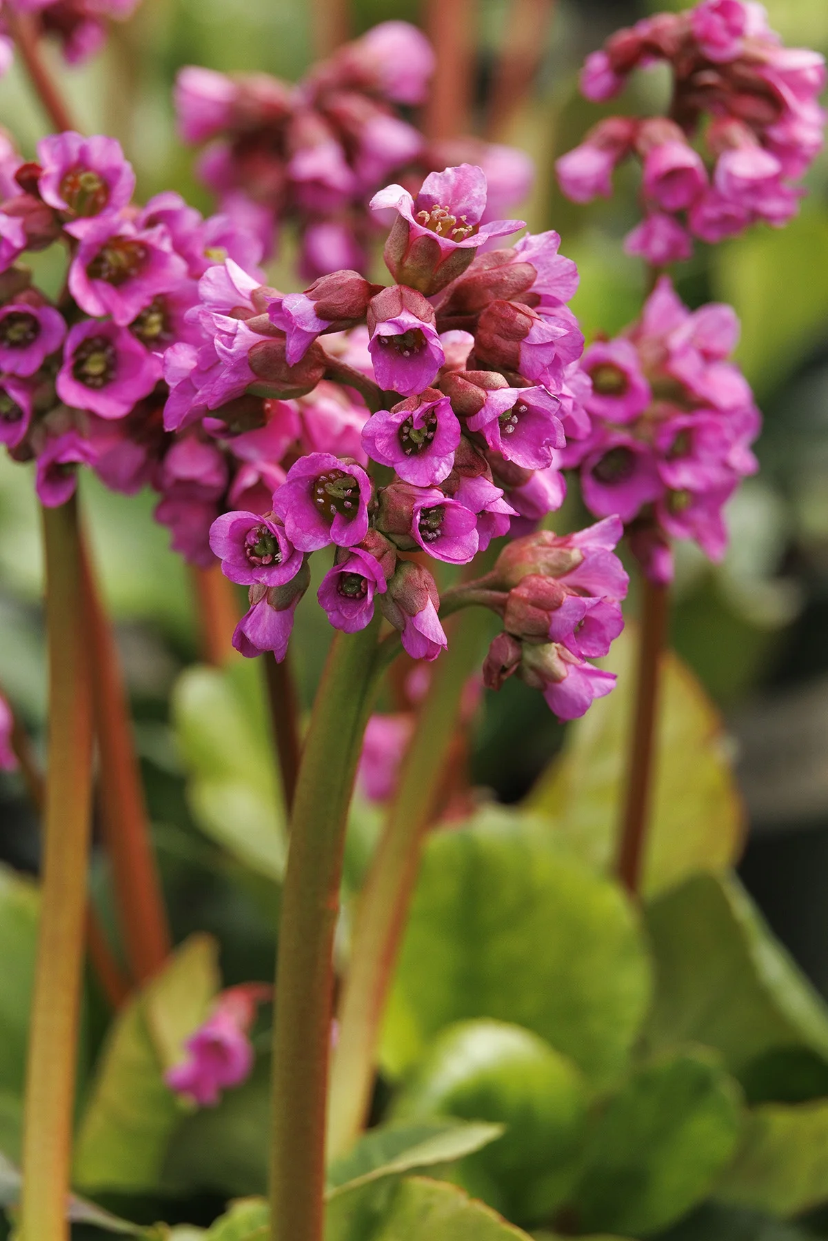 ©Monrovia by Doreen Wynja 