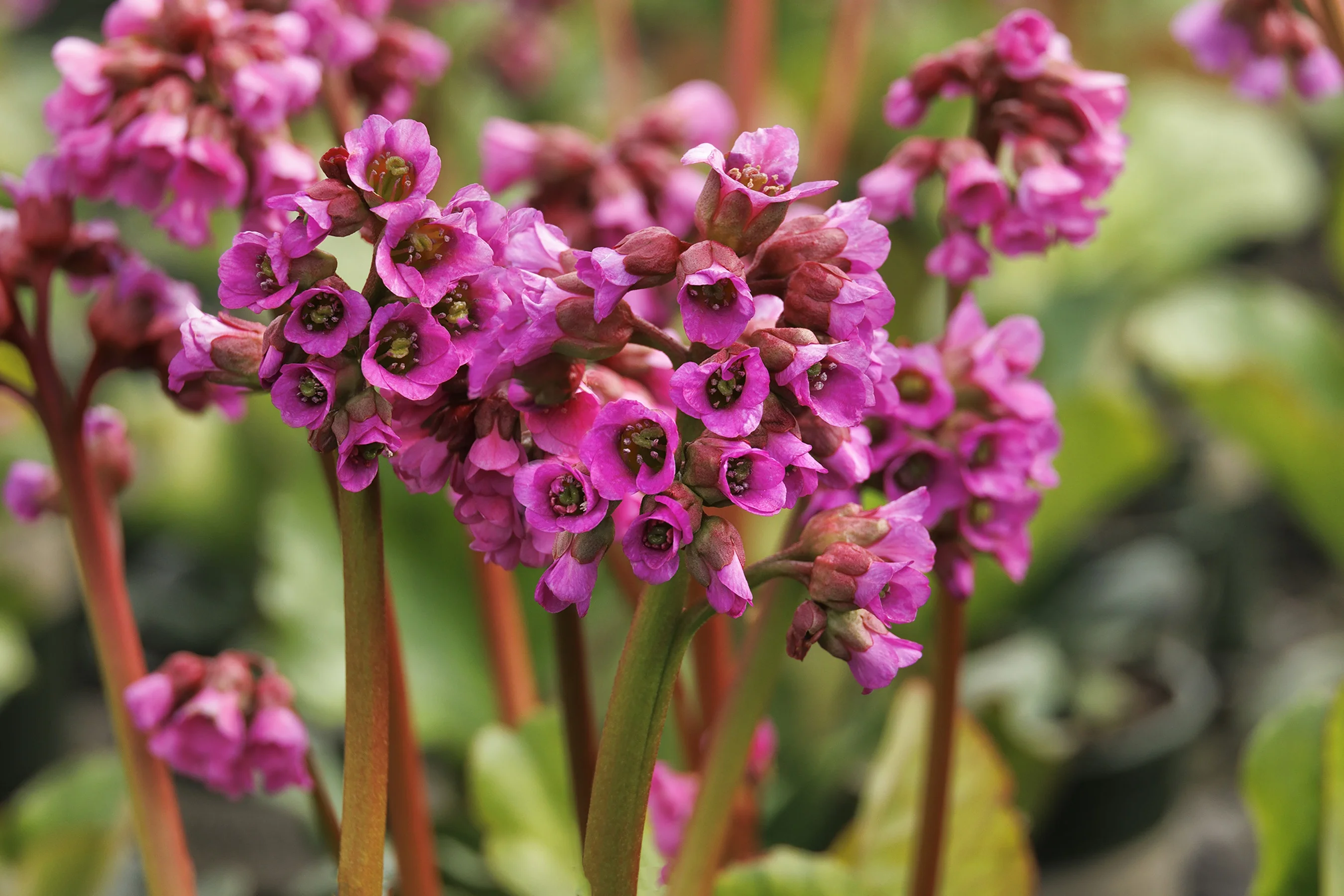 ©Monrovia by Doreen Wynja 