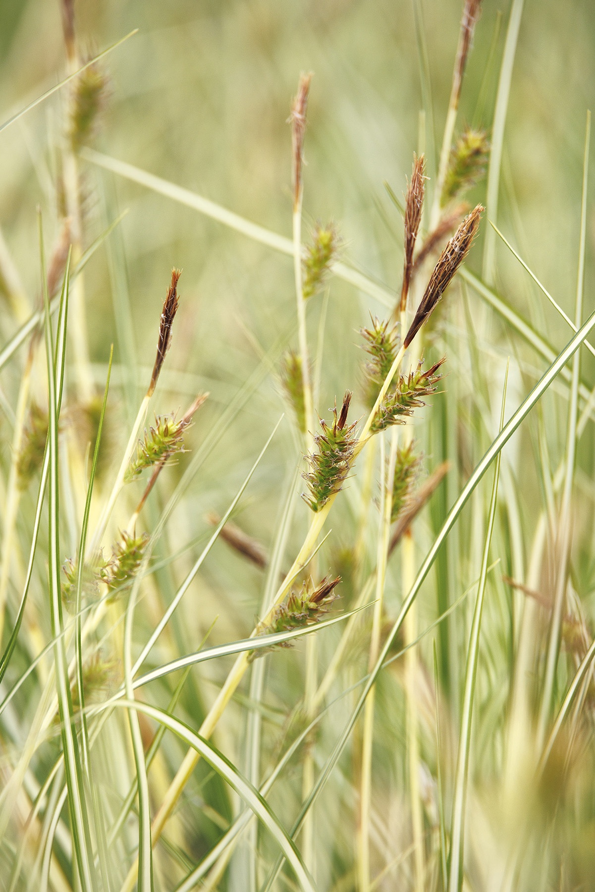 Variegated Japanese Sedge, Carex morrowii 'Aurea-variegata