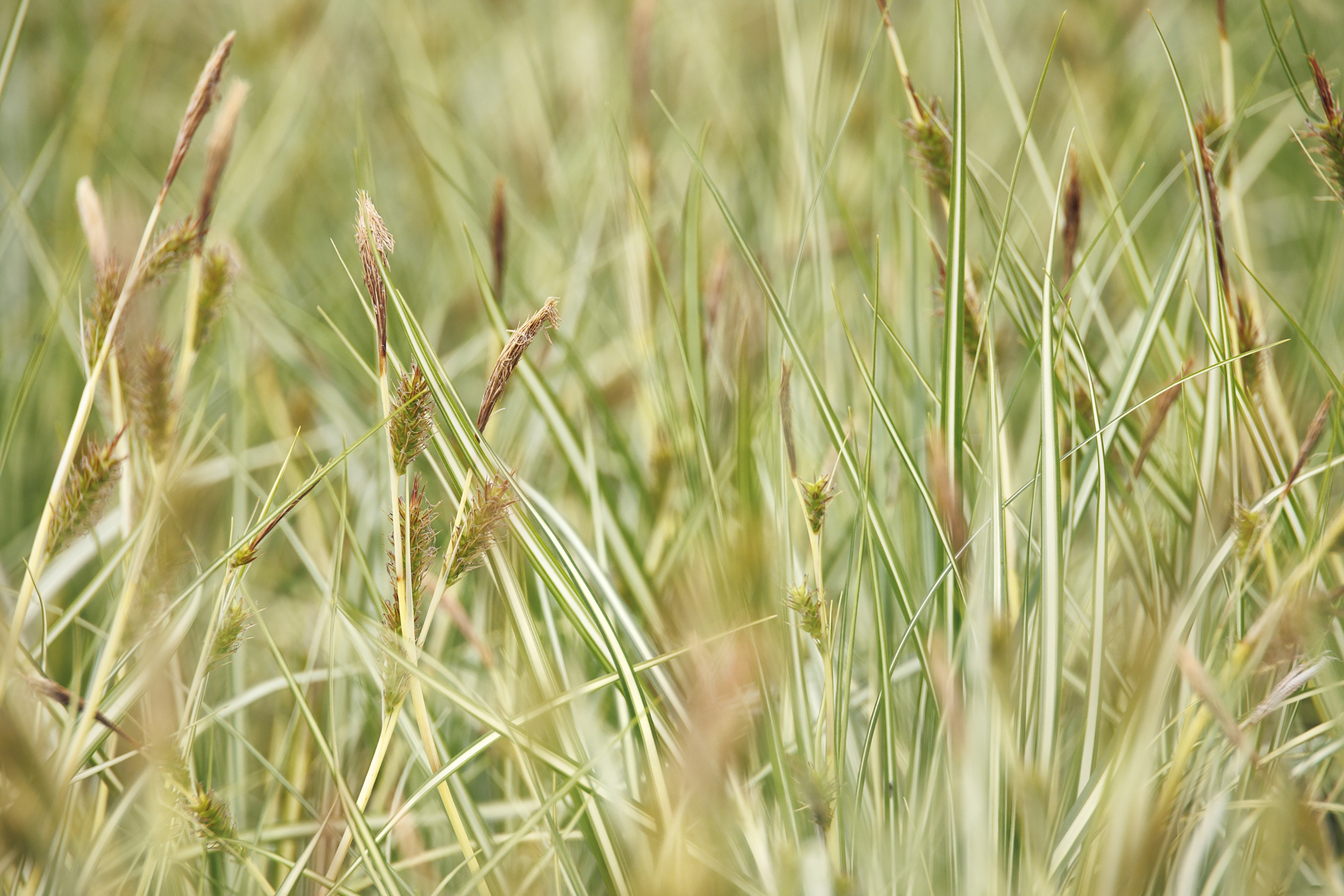 Variegated Japanese Sedge, Carex morrowii 'Aurea-variegata', Monrovia Plant
