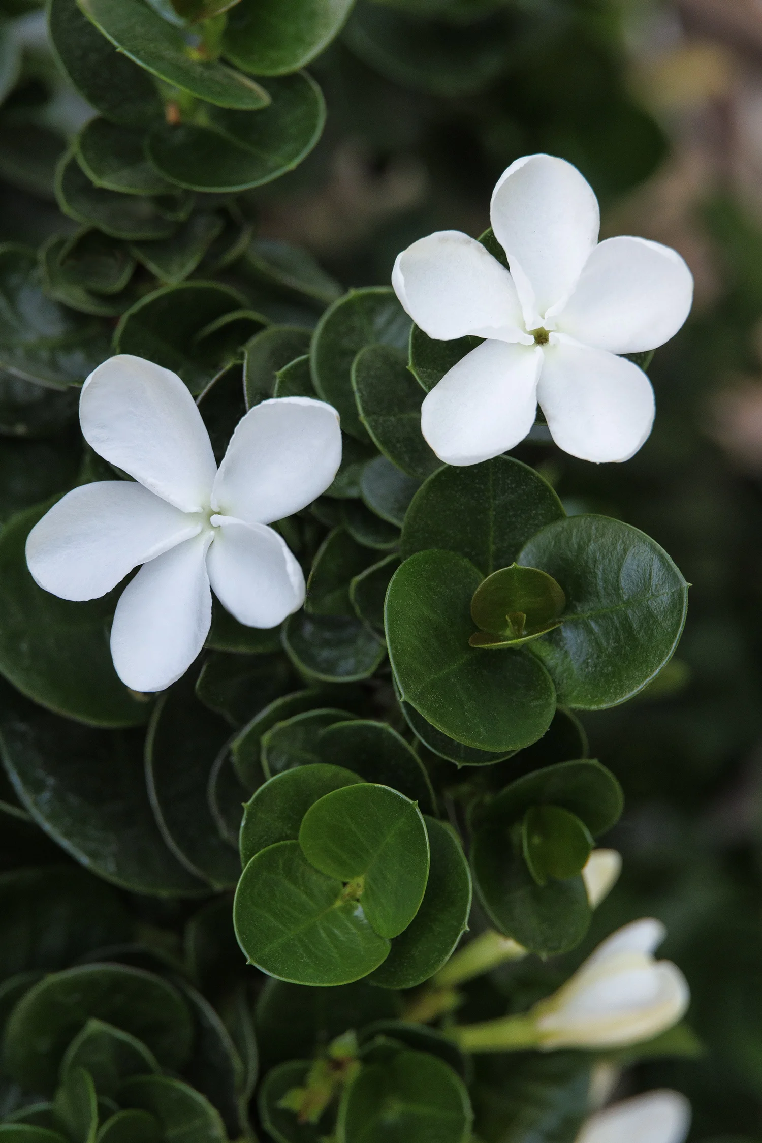 © Monrovia by Doreen Wynja