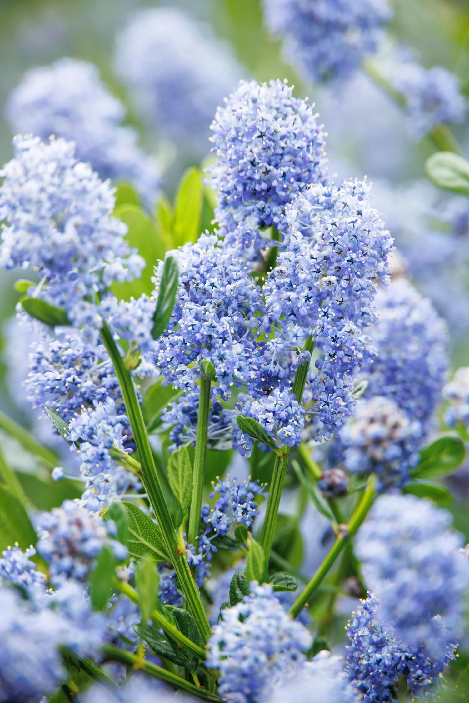 Monrovia by Doreen Wynja