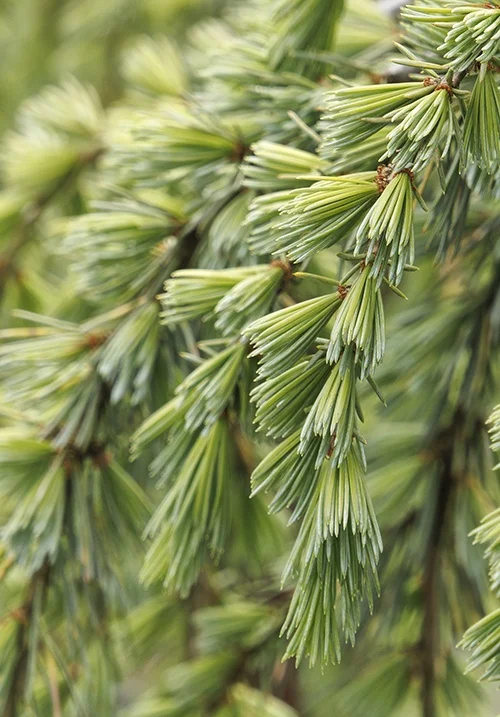 ©Monrovia, by Doreen Wynja