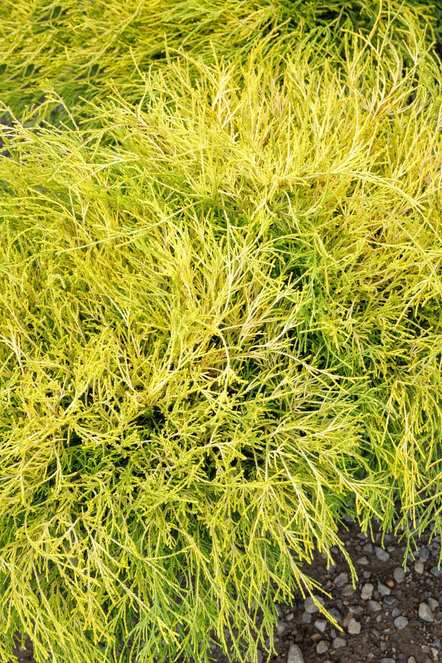 © Monrovia by Doreen Wynja