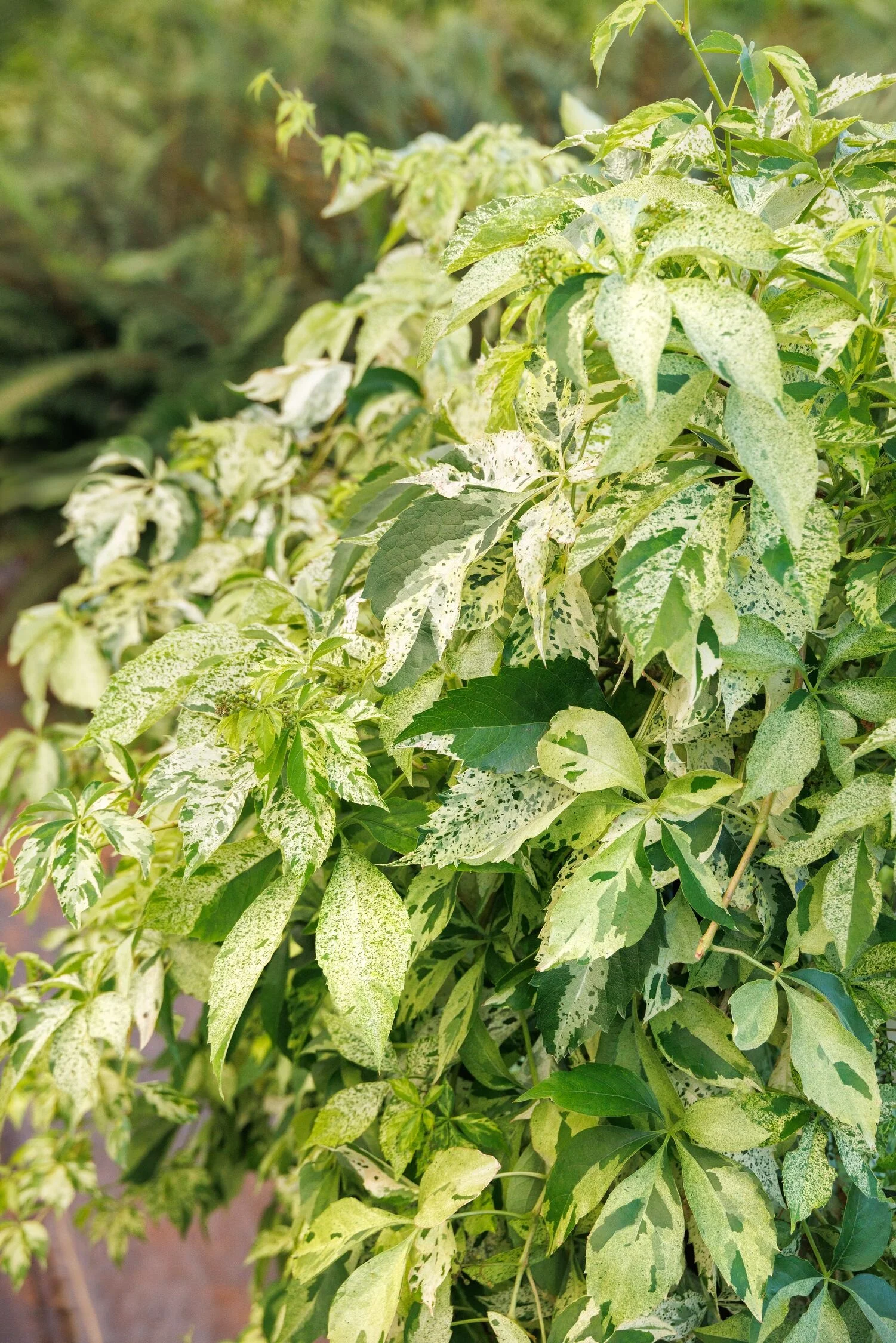 © Monrovia by Doreen Wynja