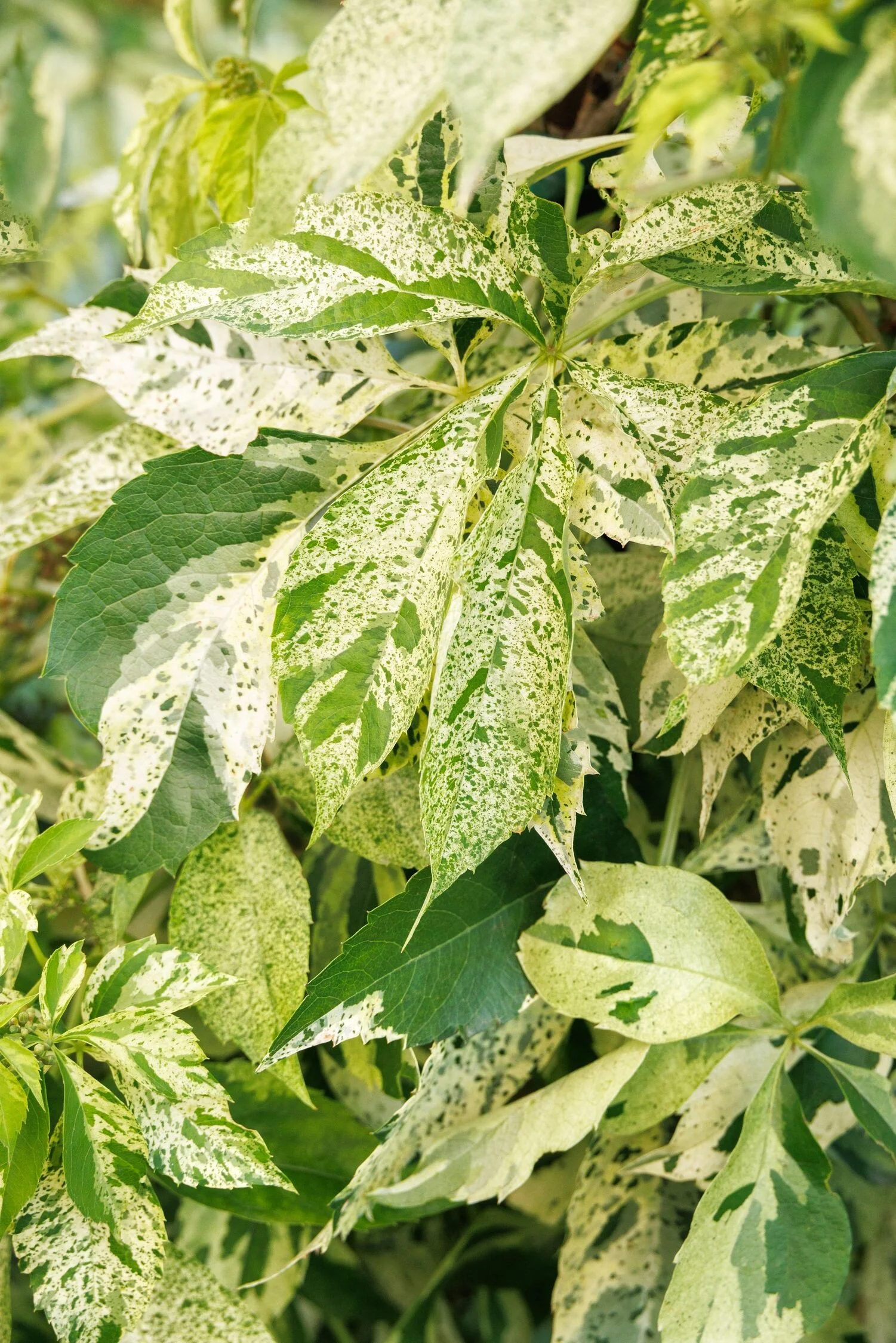 © Monrovia by Doreen Wynja