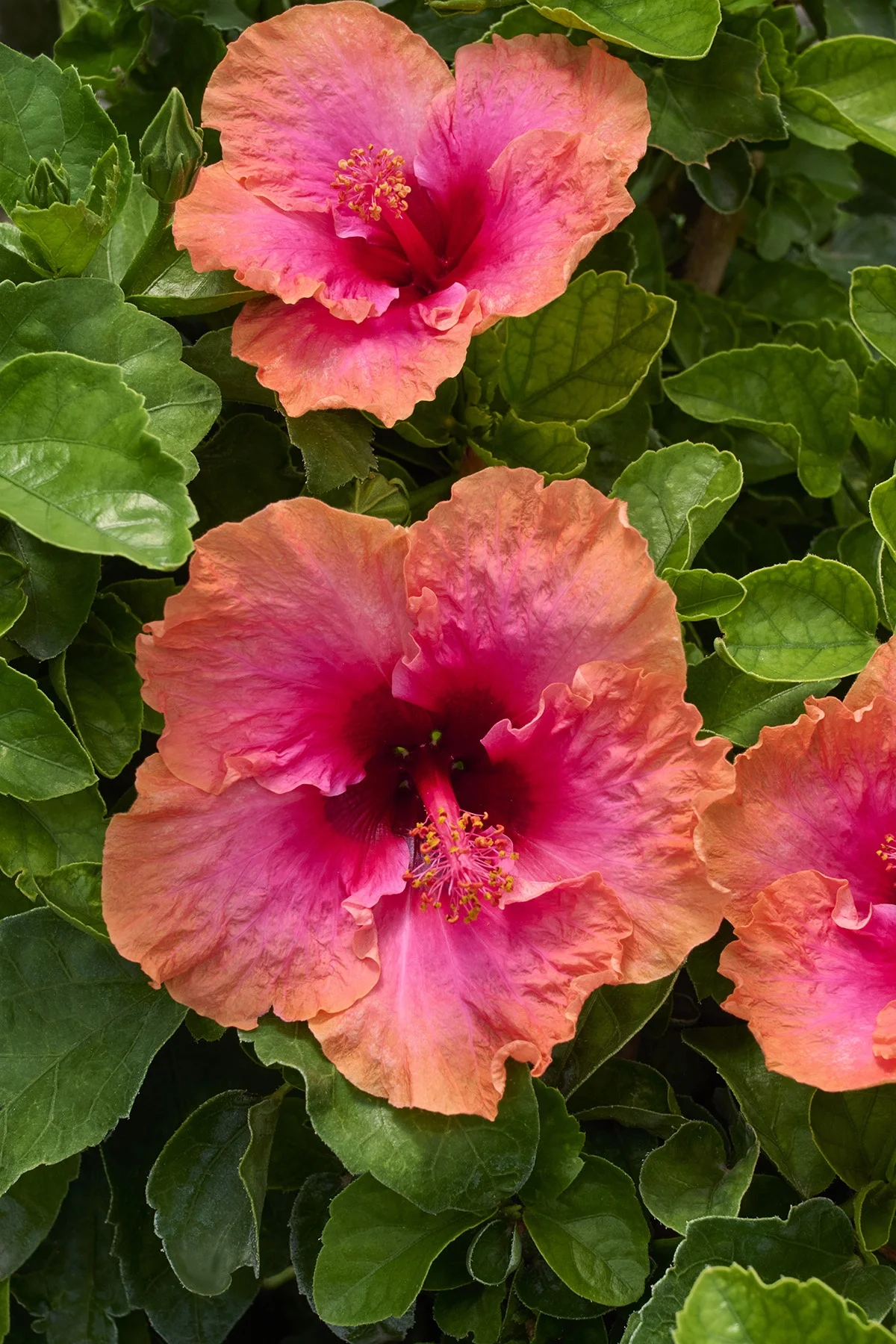 © Monrovia by Brandon Friend-Solis
