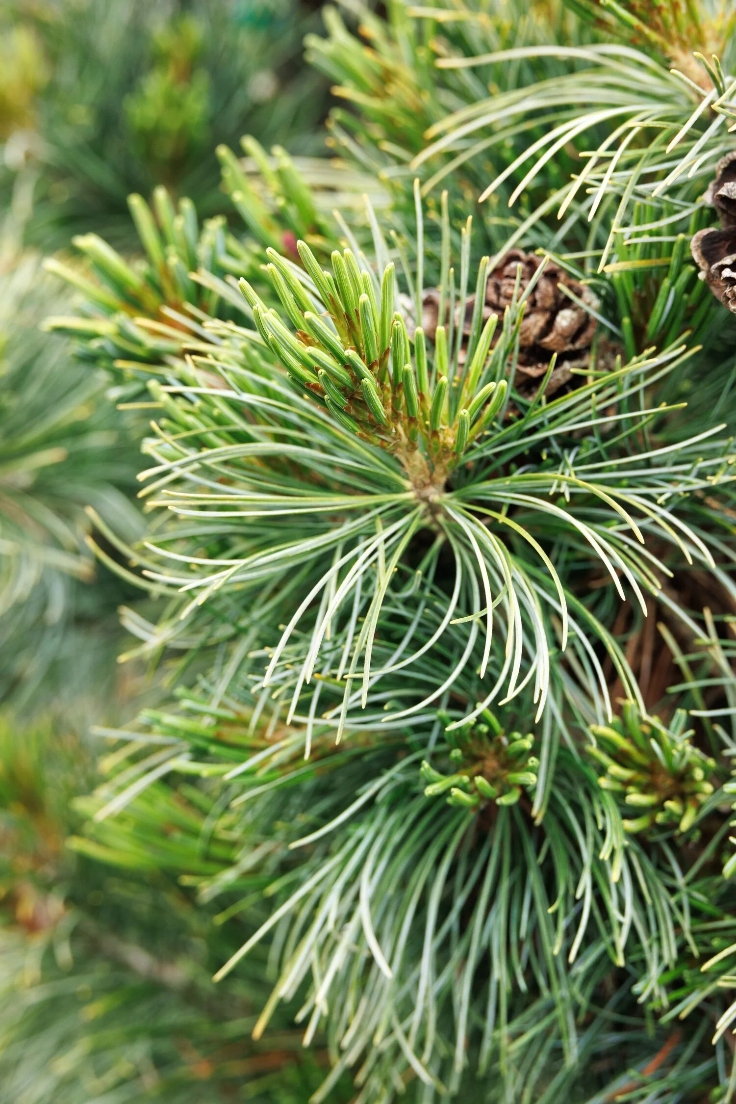 Monrovia by Doreen Wynja