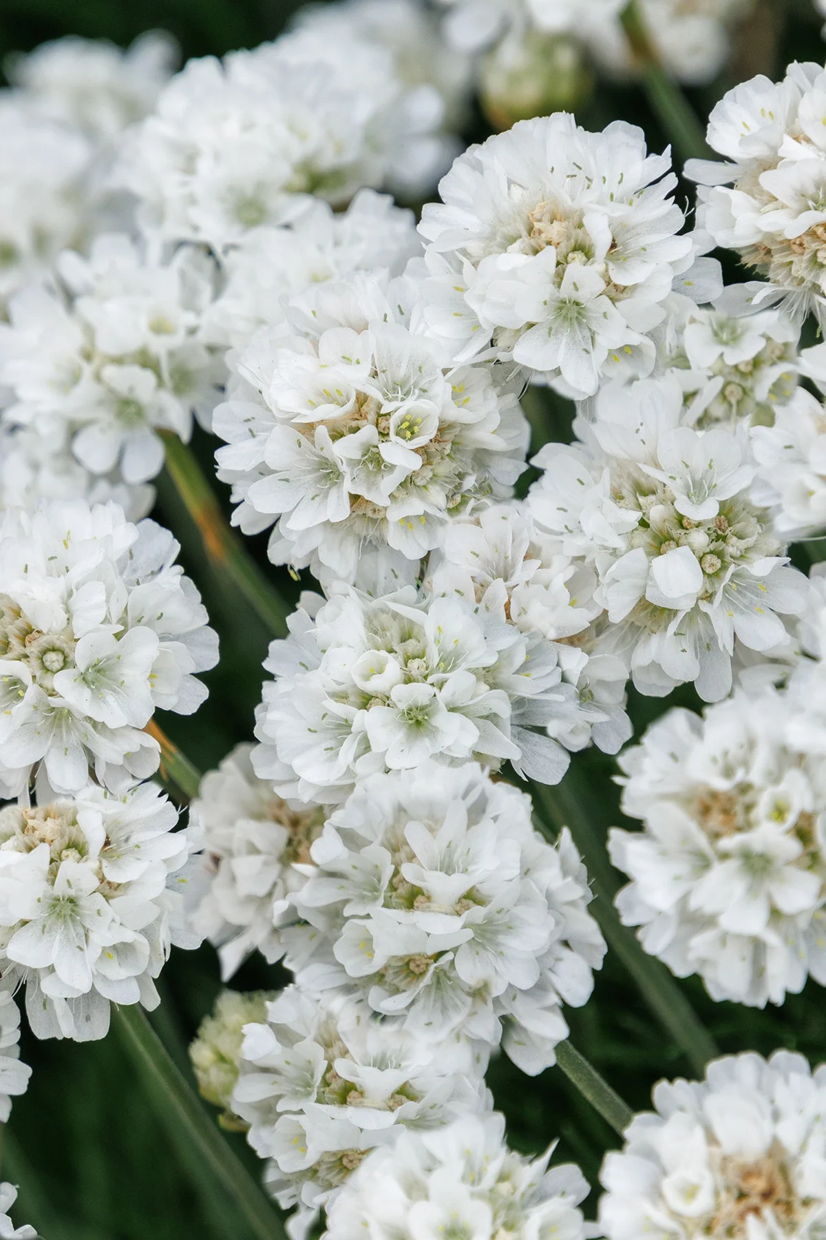 © Monrovia by Doreen Wynja