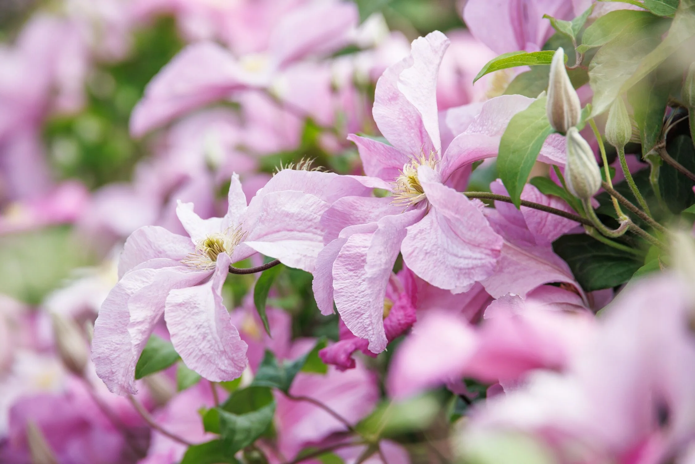 © Monrovia by Doreen Wynja