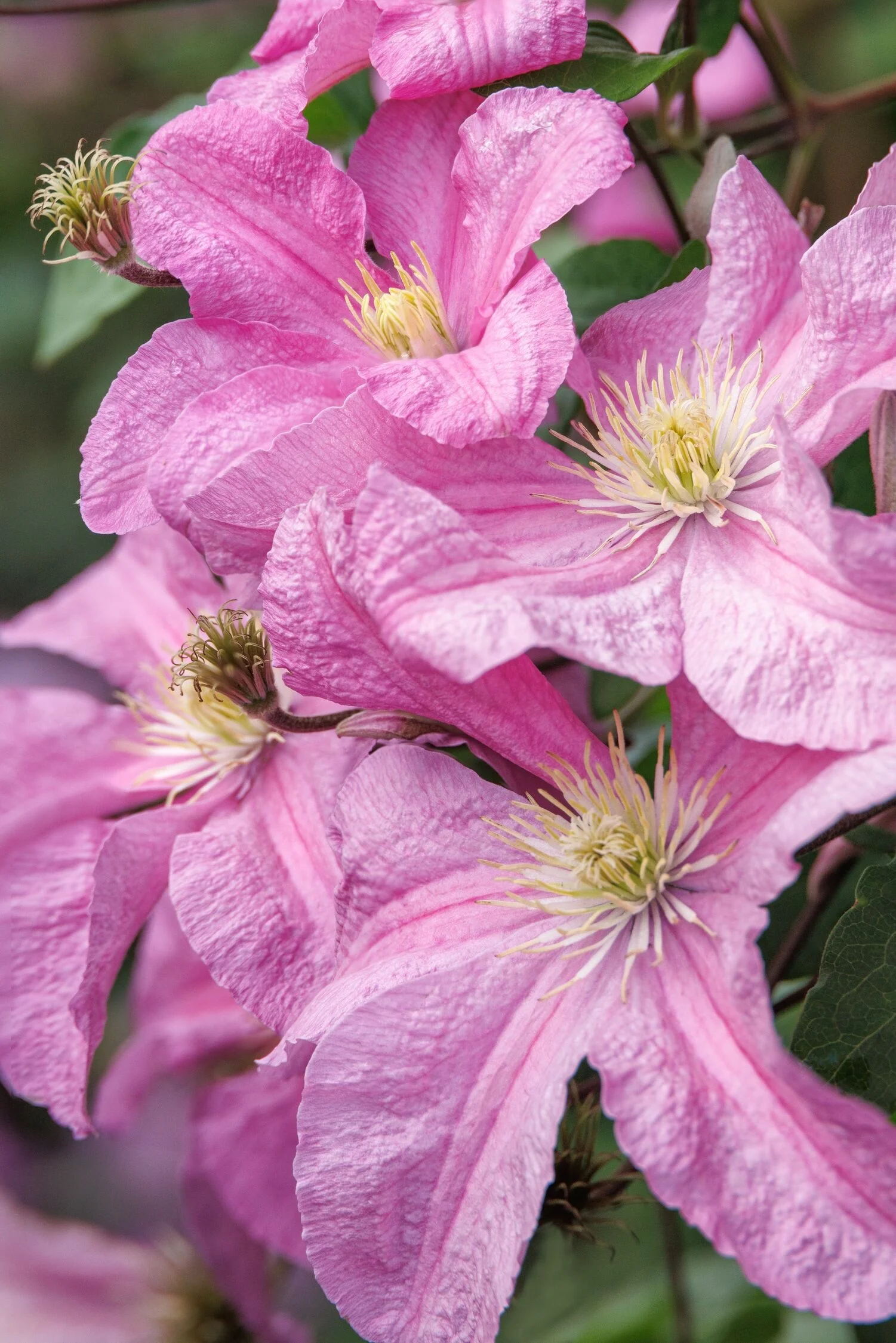 © Monrovia by Doreen Wynja