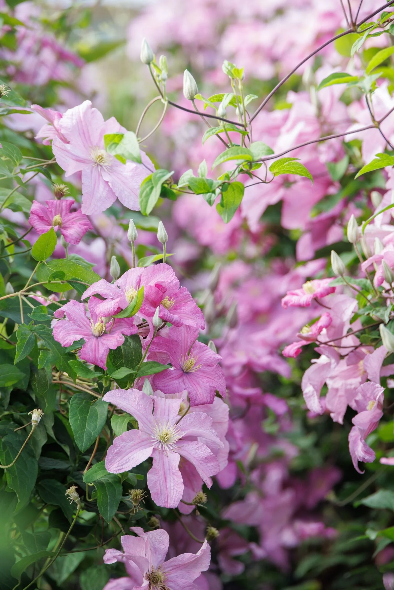 © Monrovia by Doreen Wynja