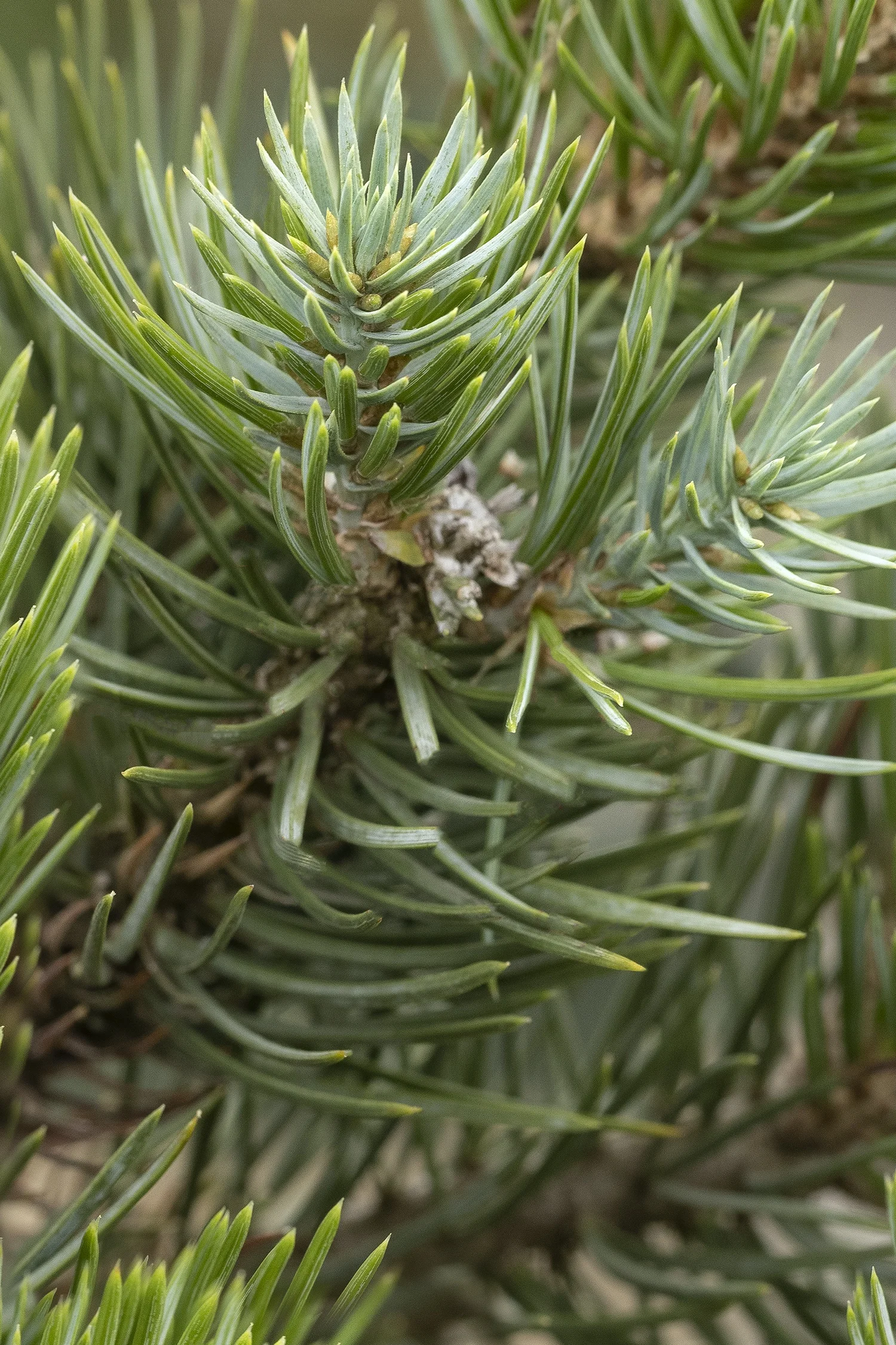 ©Monrovia by Doreen Wynja 