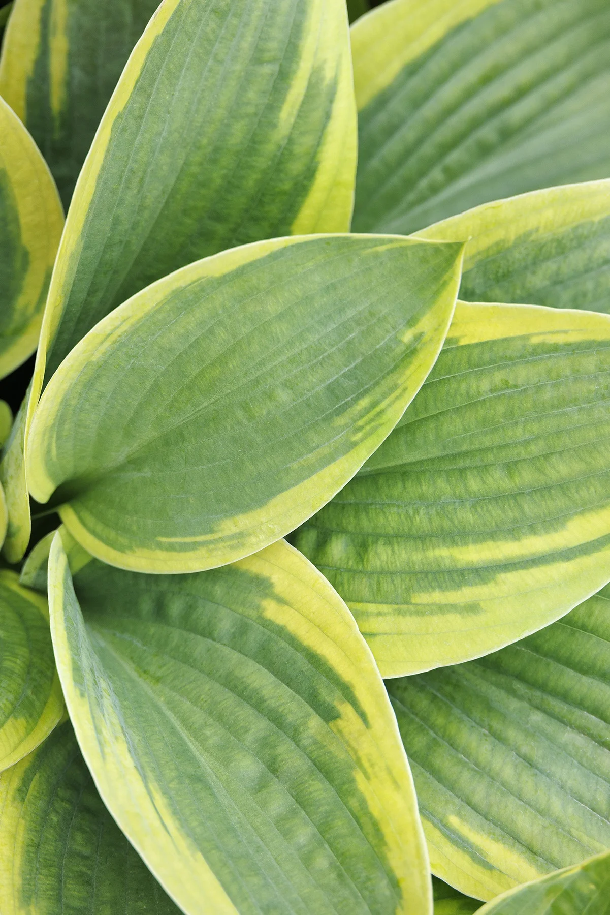 © Monrovia by Doreen Wynja