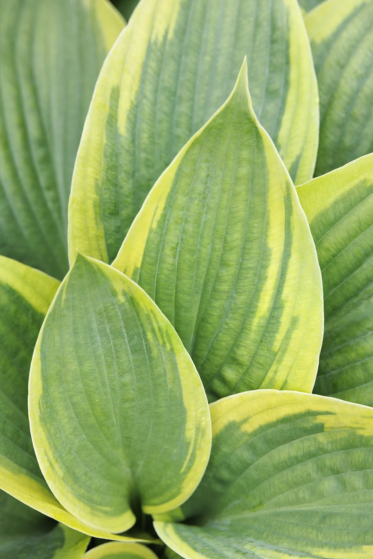 © Monrovia by Doreen Wynja