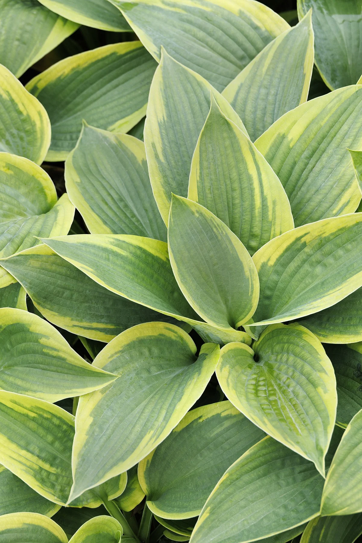 © Monrovia by Doreen Wynja