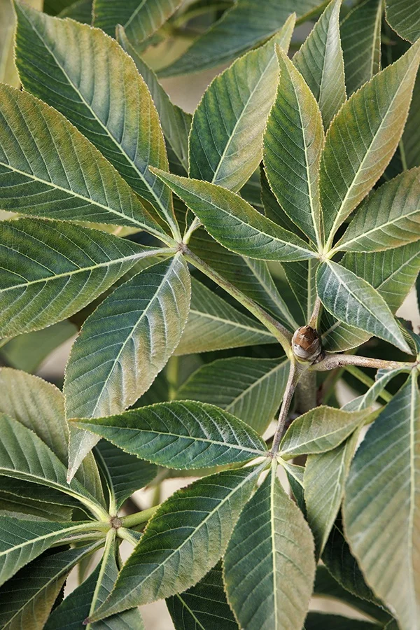 ©Monrovia, by Doreen Wynja