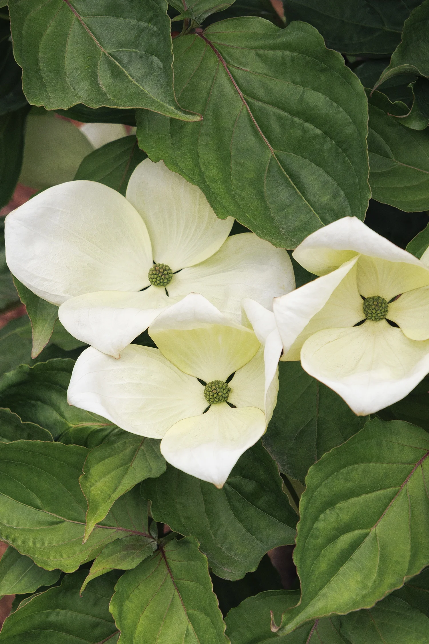 © Monrovia Nursery by Doreen Wynja