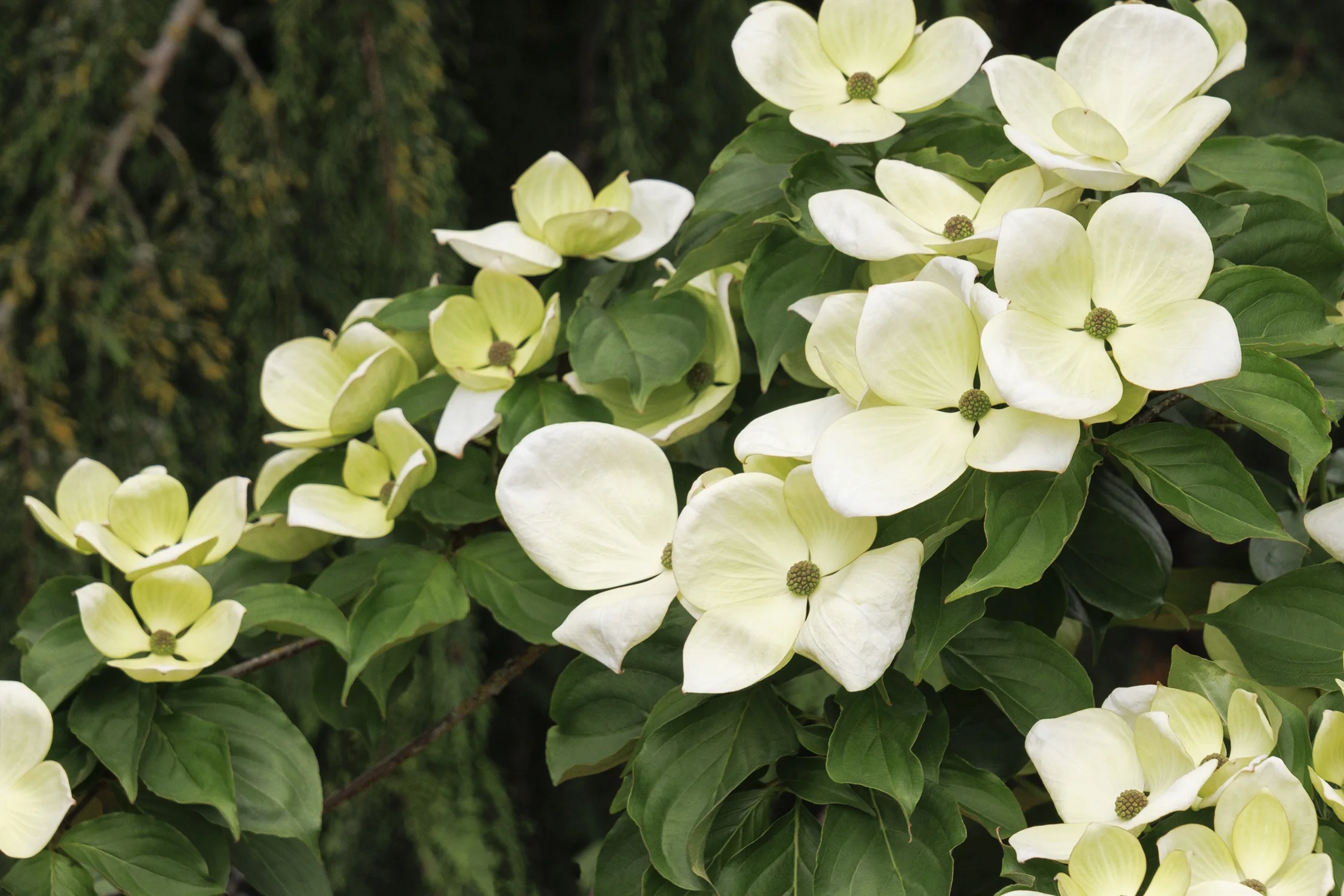 © Monrovia Nursery by Doreen Wynja