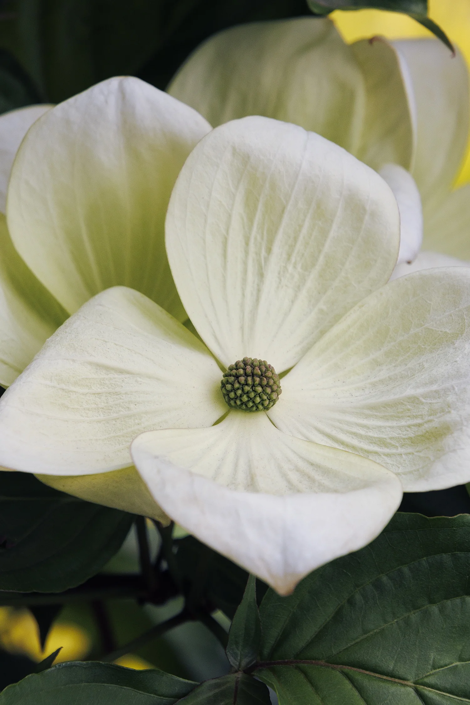 © Monrovia Nursery by Doreen Wynja