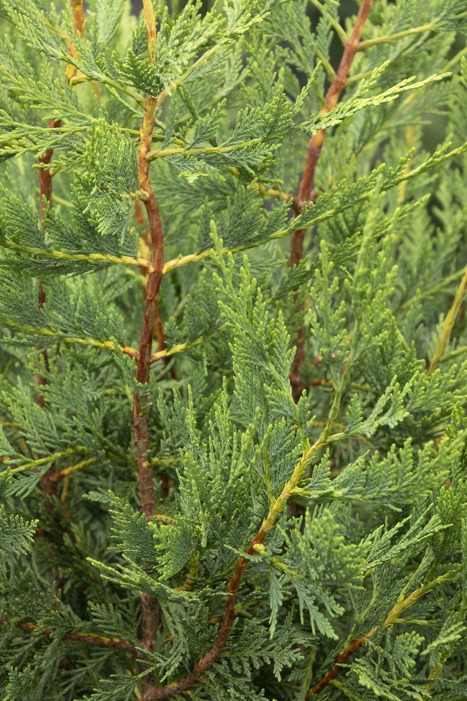 ©Monrovia by Doreen Wynja