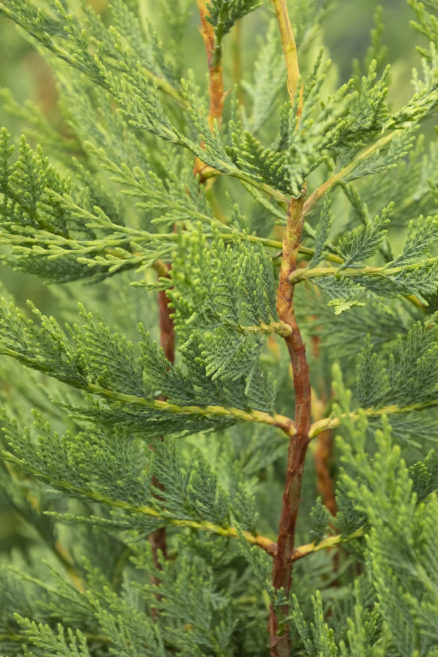 ©Monrovia by Doreen Wynja