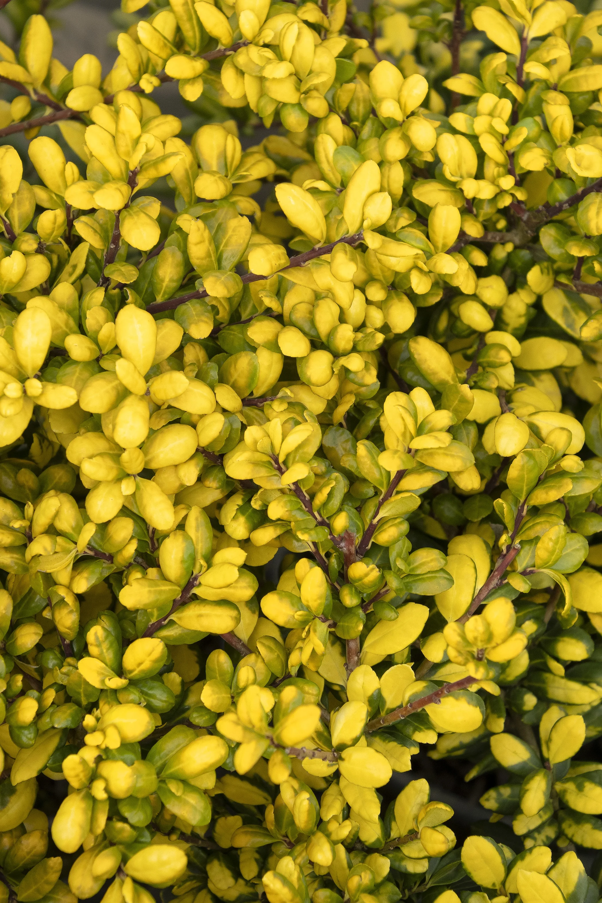 ©Monrovia by Doreen Wynja 