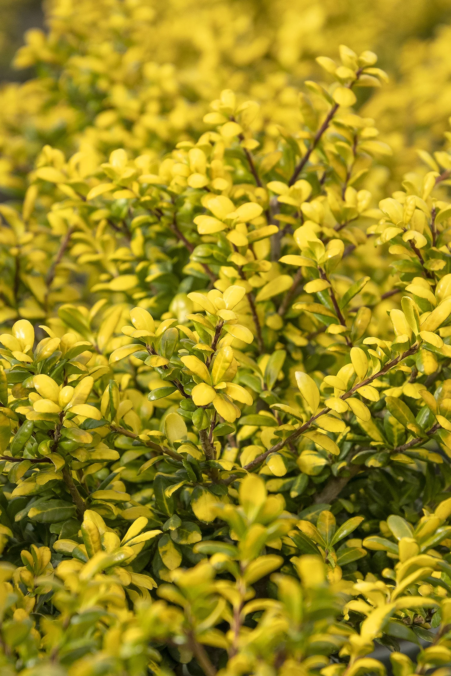 ©Monrovia by Doreen Wynja 