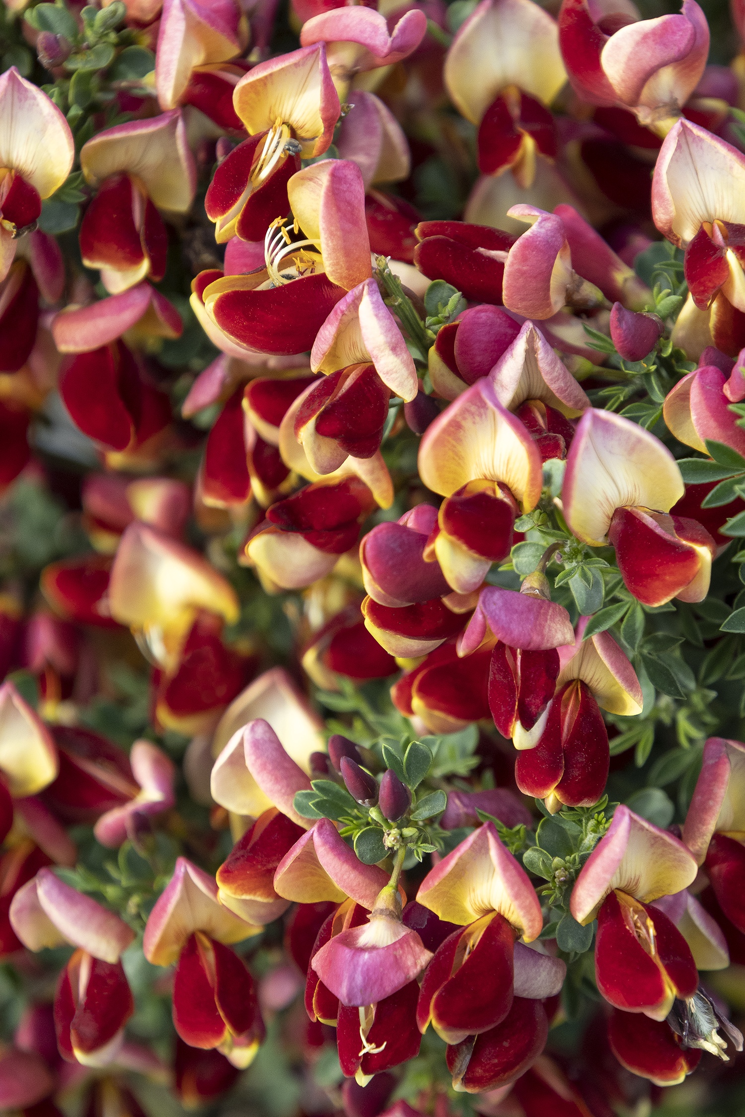 Lena Scotch Broom, Cytisus x 'Lena' (Dallimorei hybrid), Monrovia Plant