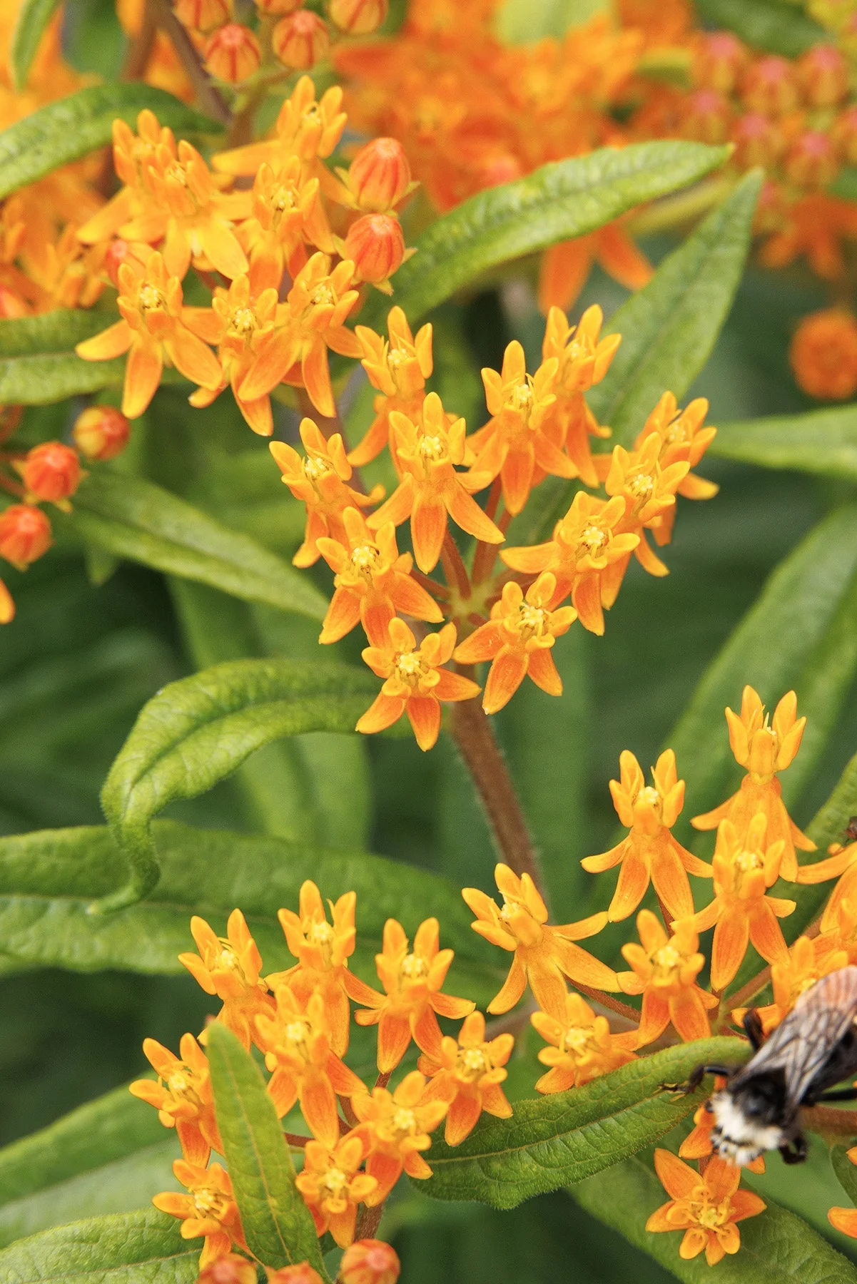 © Monrovia by Doreen Wynja