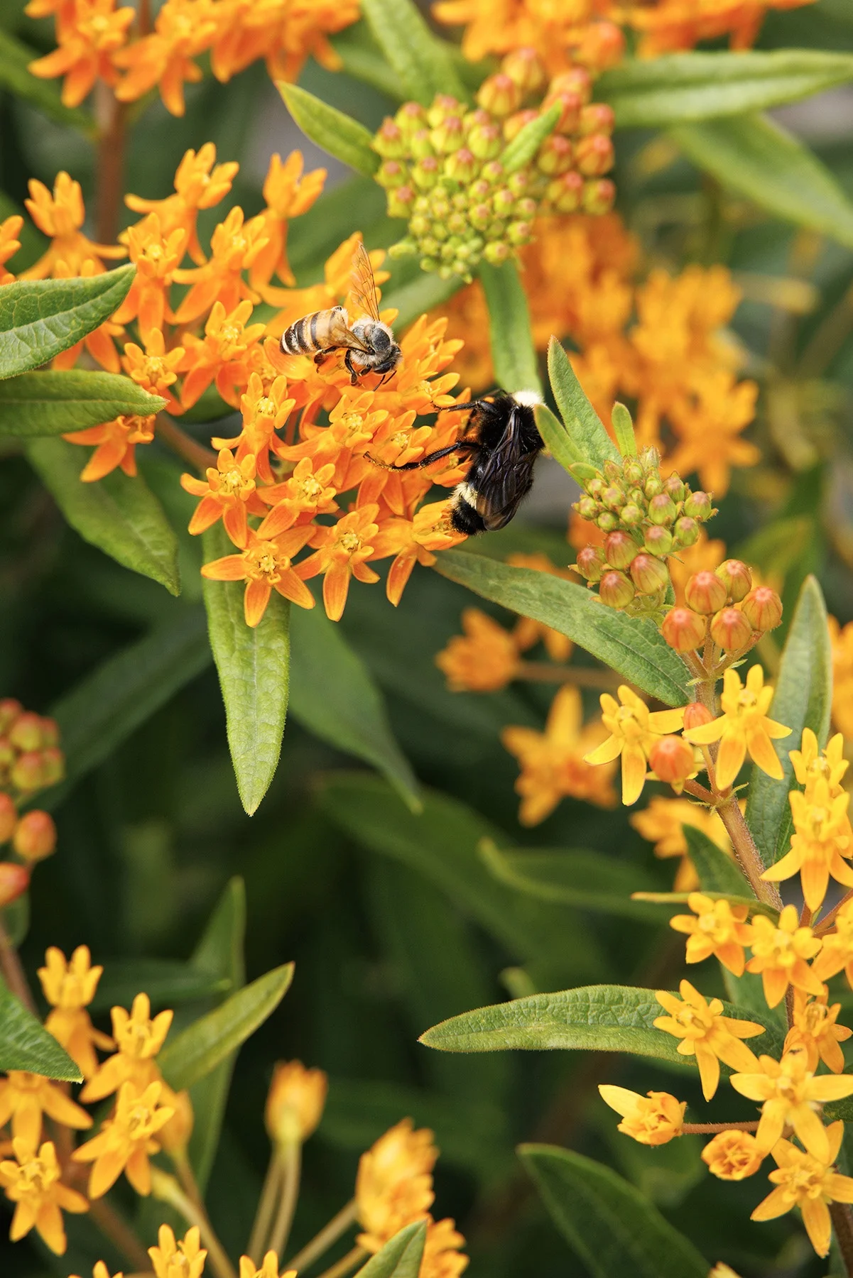 © Monrovia by Doreen Wynja