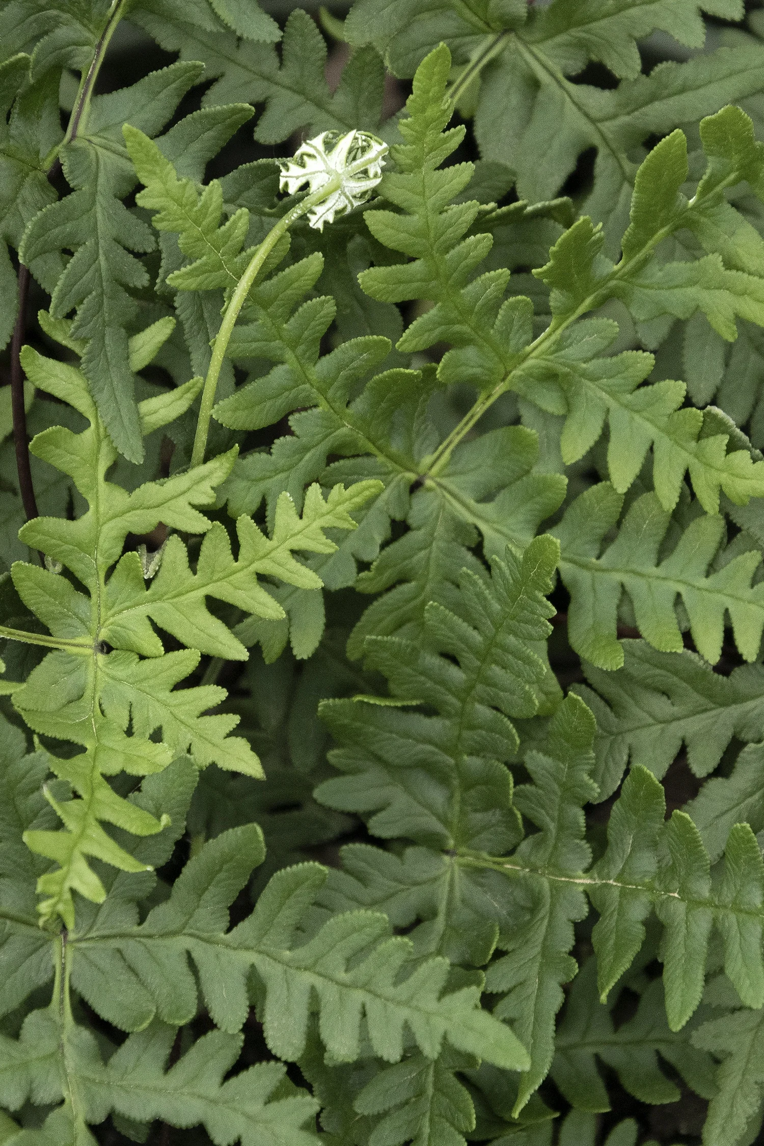 ©Monrovia by Doreen Wynja 