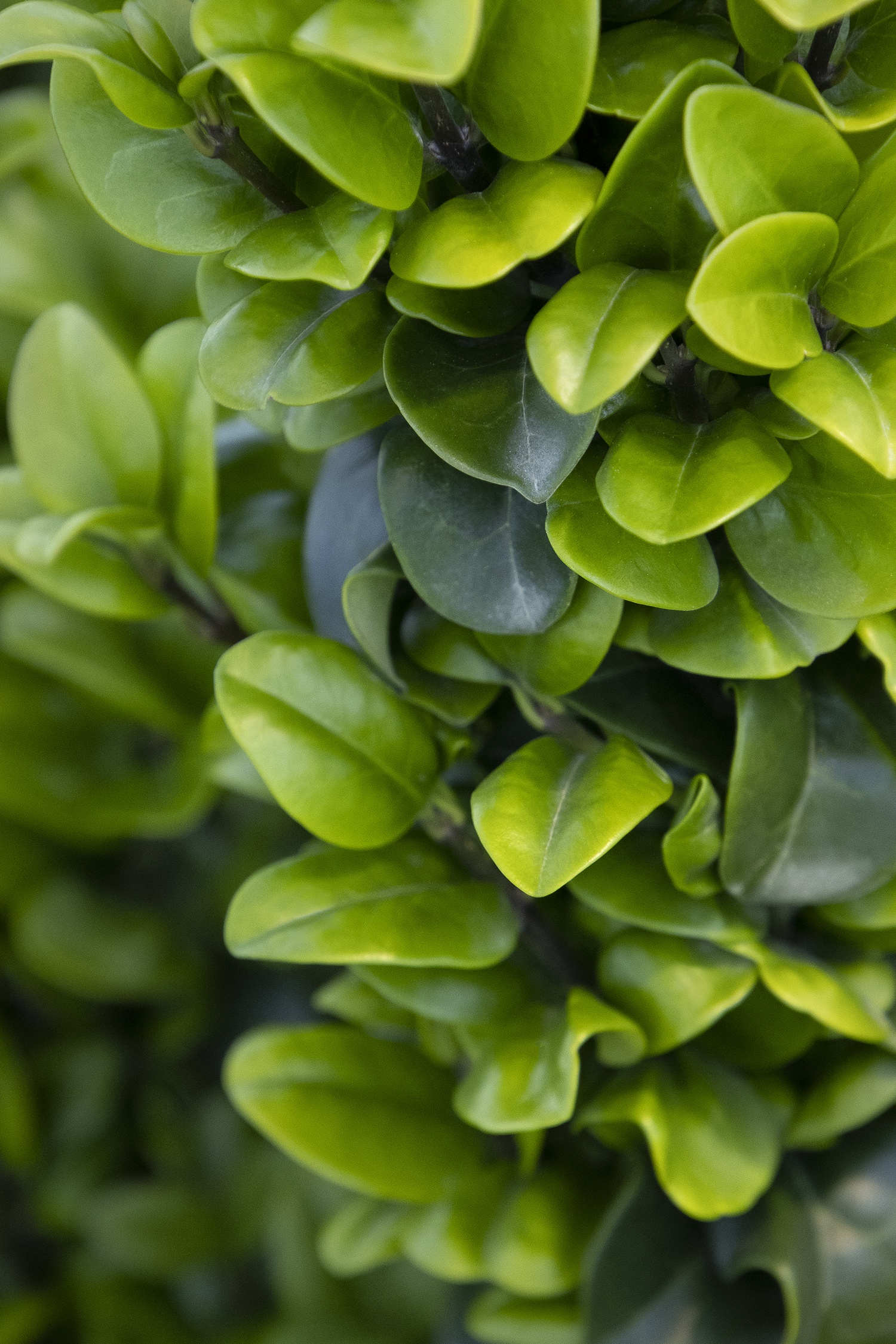 Curlyleaf Privet, Ligustrum japonicum 'Rotundifolium', Monrovia Plant