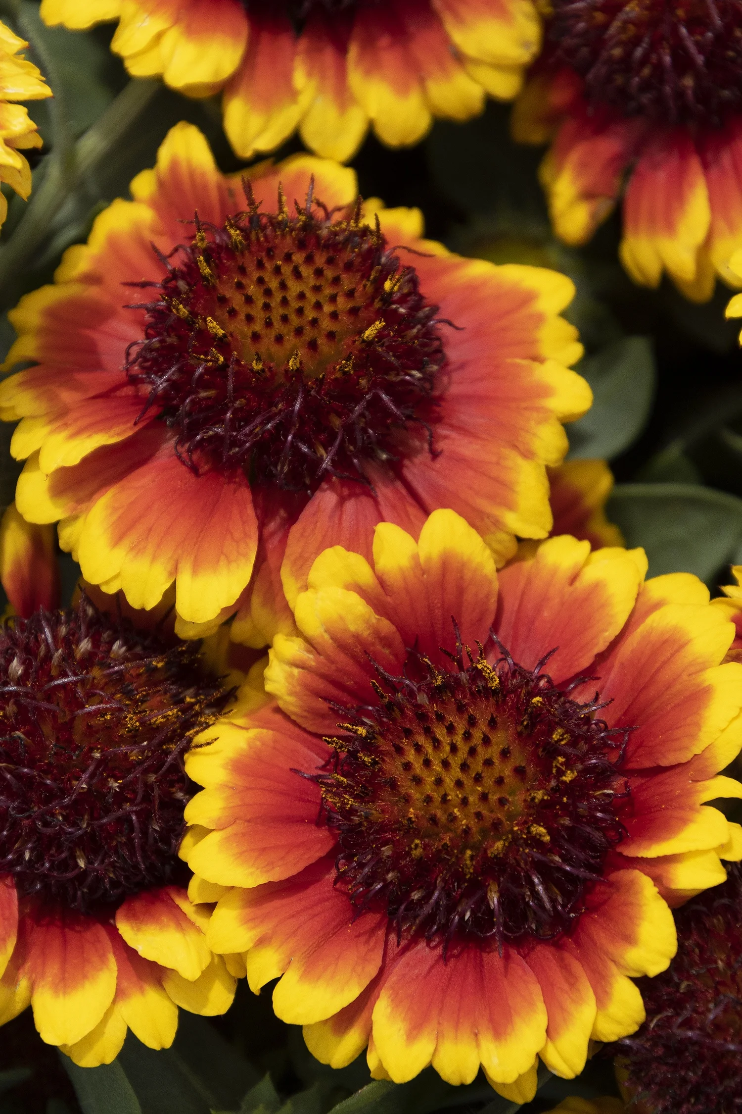 ©Monrovia by Doreen Wynja