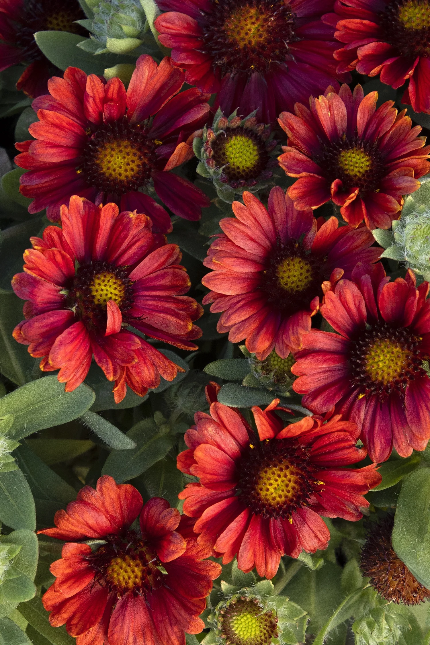 ©Monrovia by Doreen Wynja