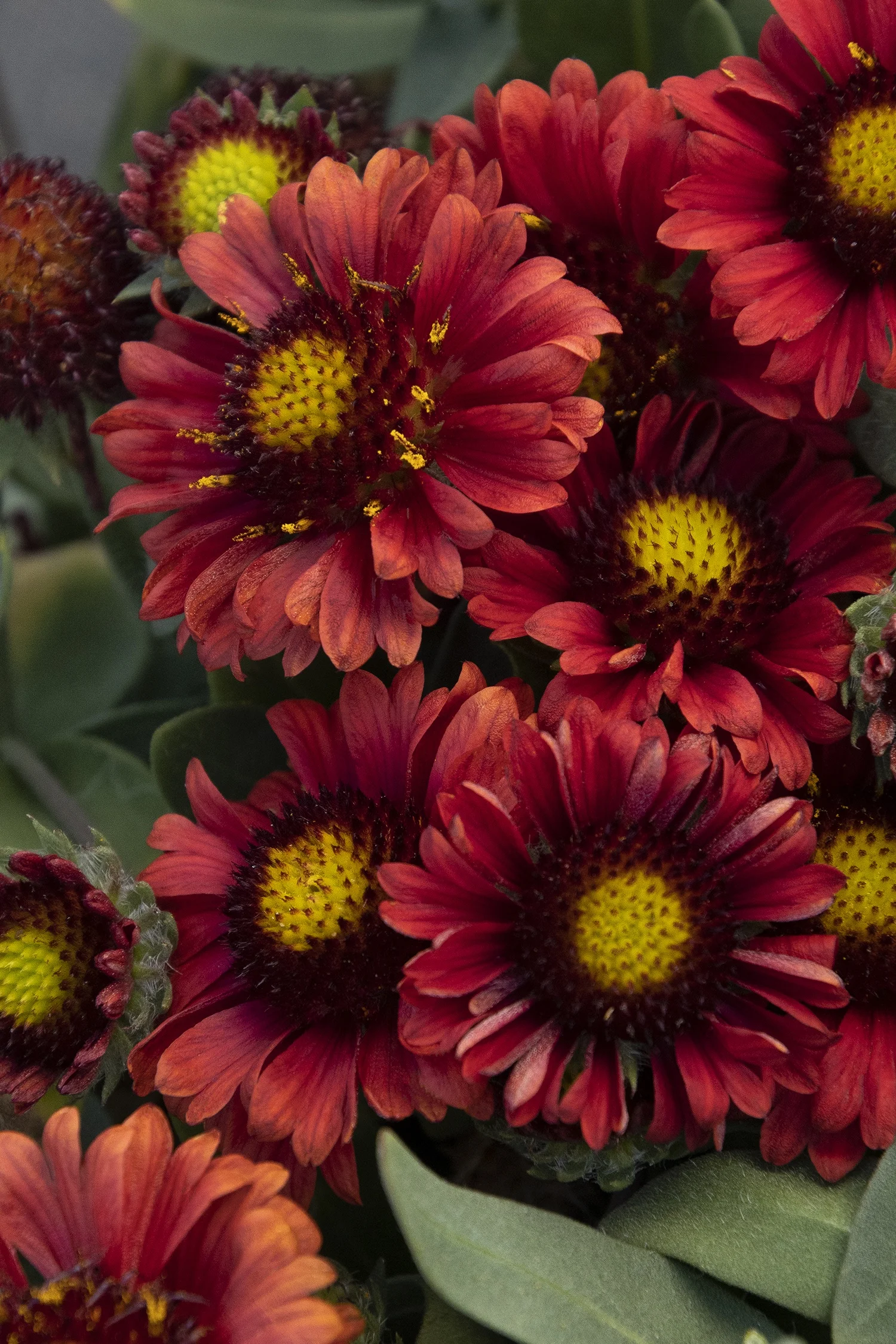 ©Monrovia by Doreen Wynja