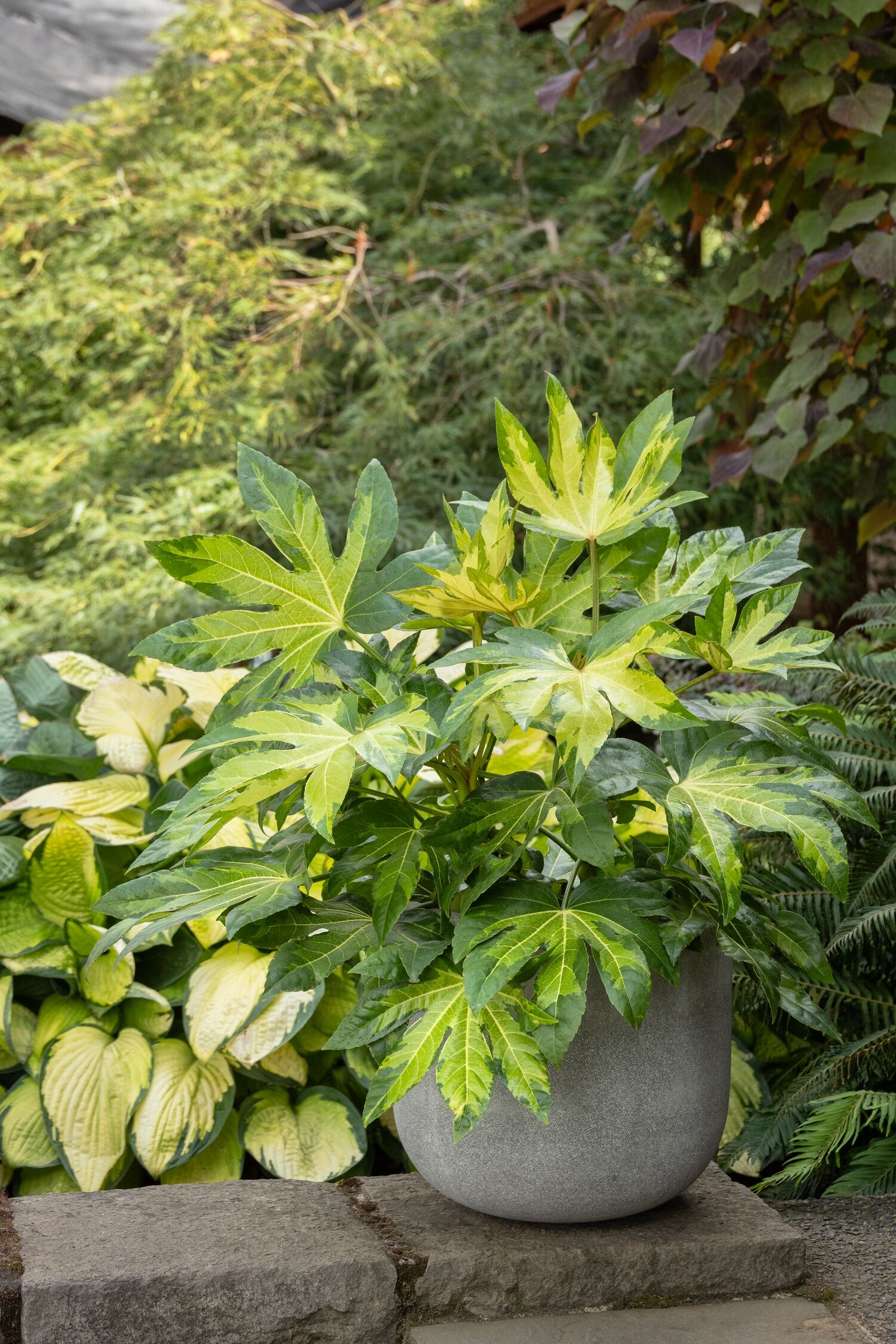 Camouflage Variegated Japanese Aralia, Fatsia japonica 'Variegata'