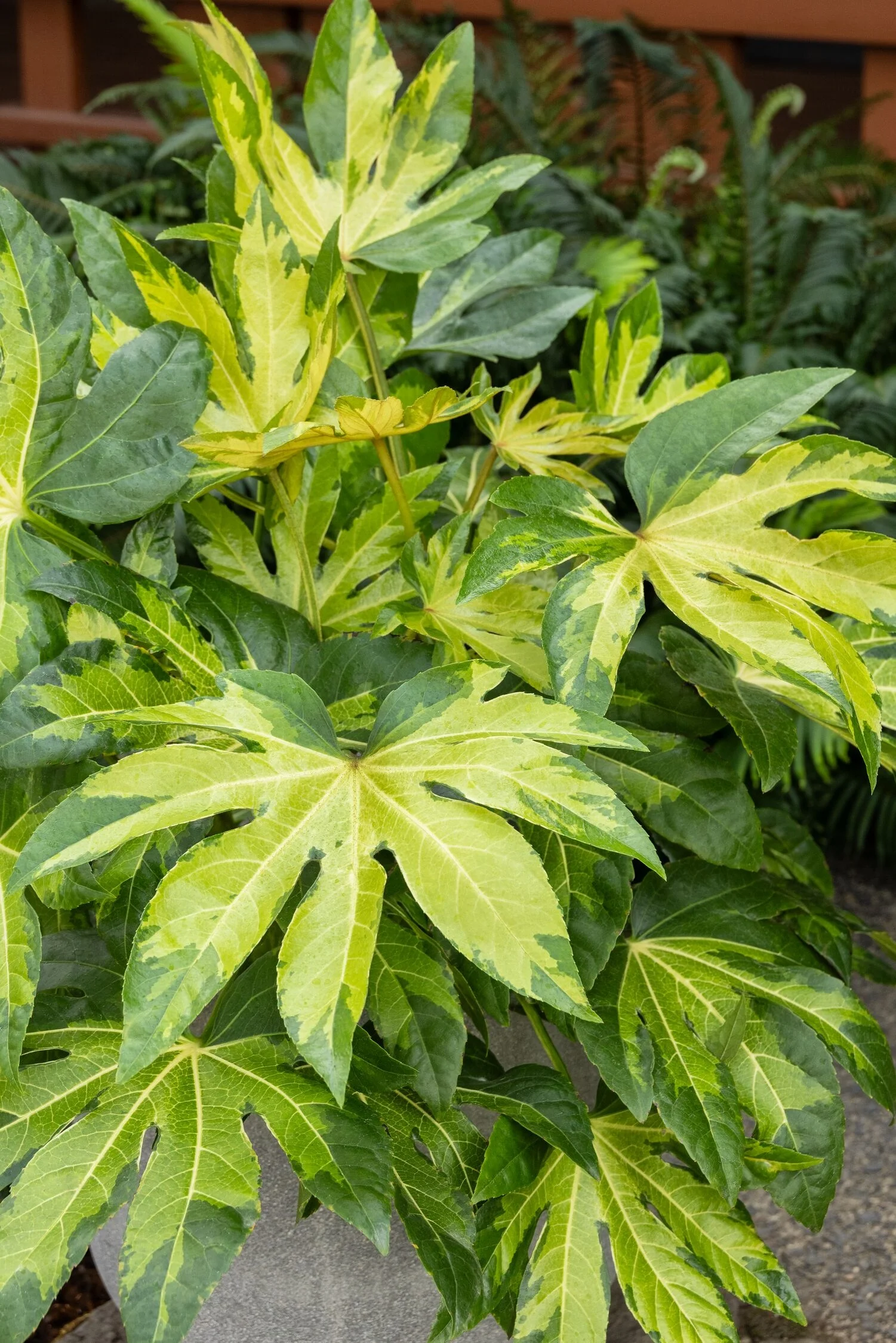 © Monrovia by Doreen Wynja 