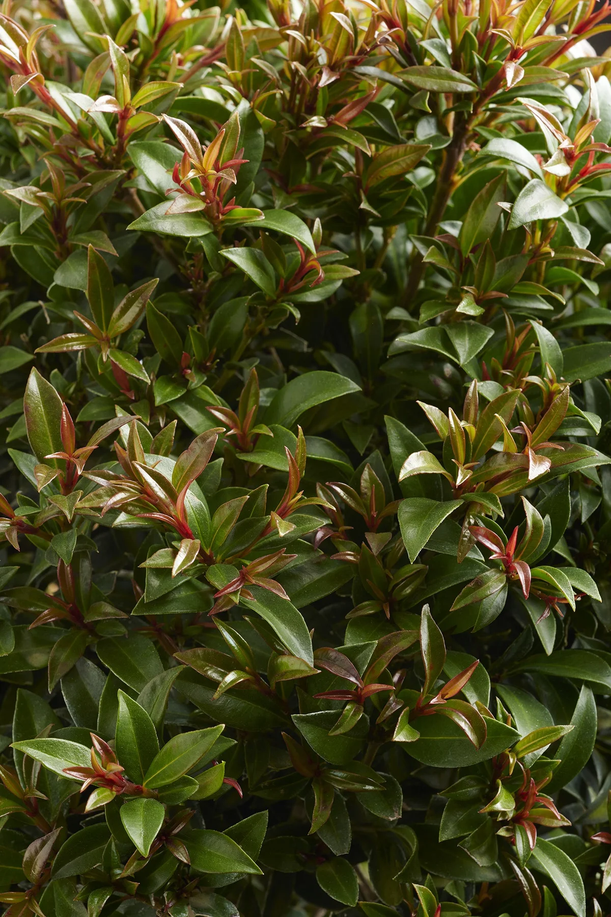 © Monrovia by Brandon Friend-Solis
